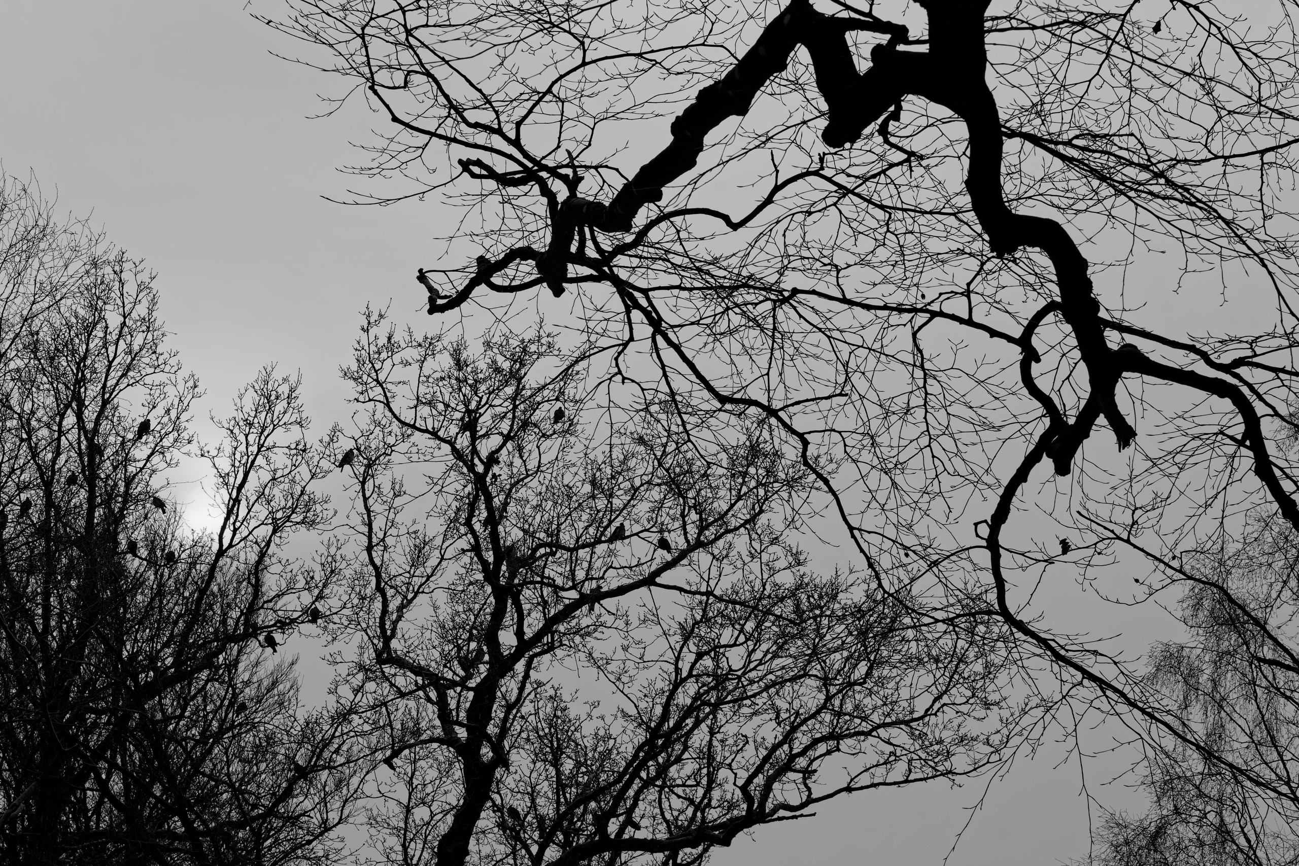 I love the bare winter branches, and the birds nesting in them. © 2025. This work is openly licensed via CC BY-NC 4.0