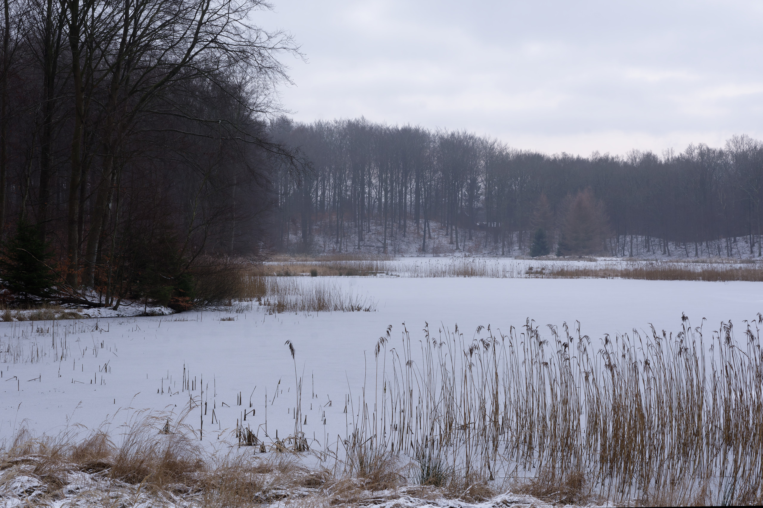 Snowy lake with some forest. © 2025. This work is openly licensed via CC BY-NC 4.0