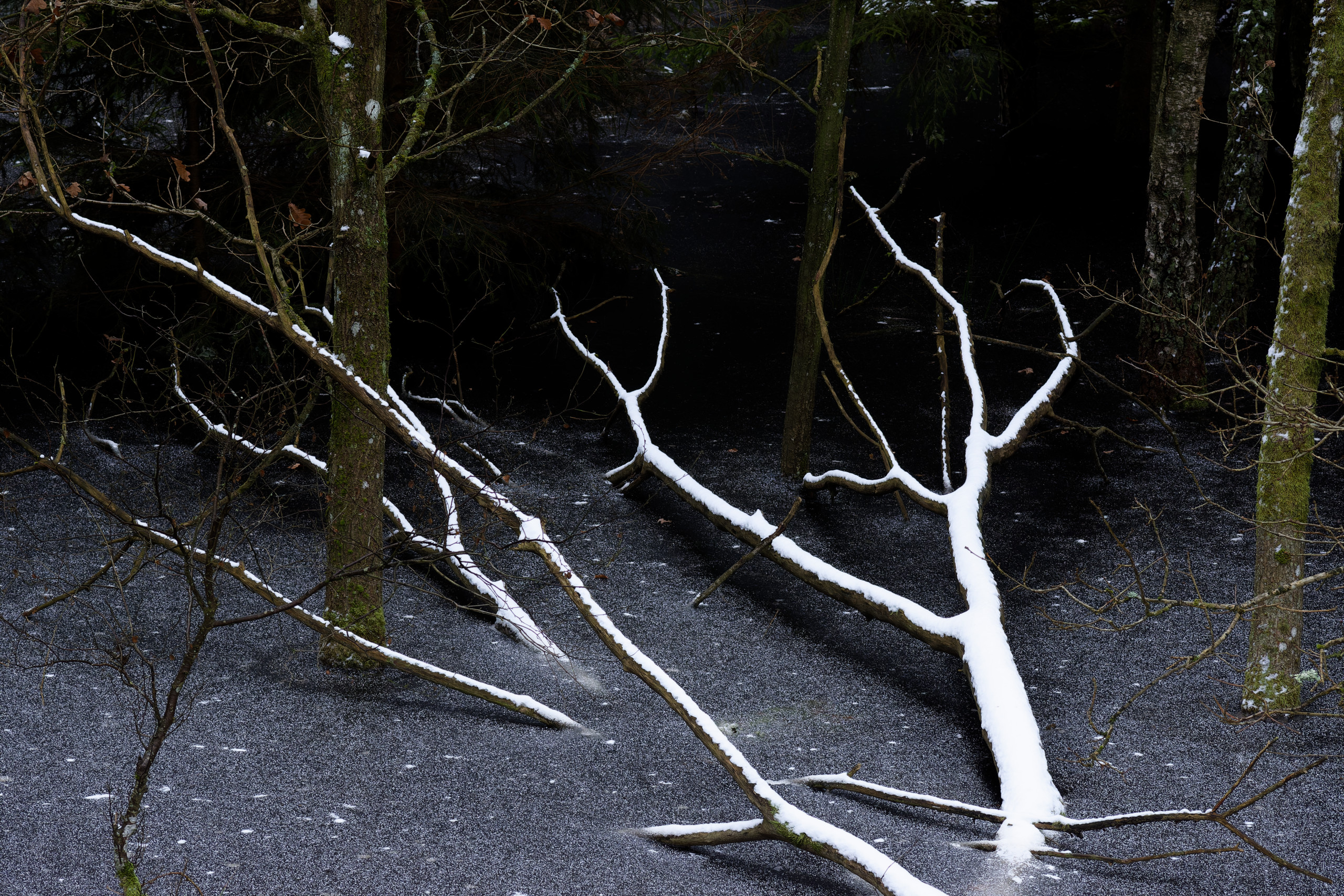 I like the contrast here between the dark background and the white dusting of snow on this fallen tree. © 2025. This work is openly licensed via CC BY-NC 4.0