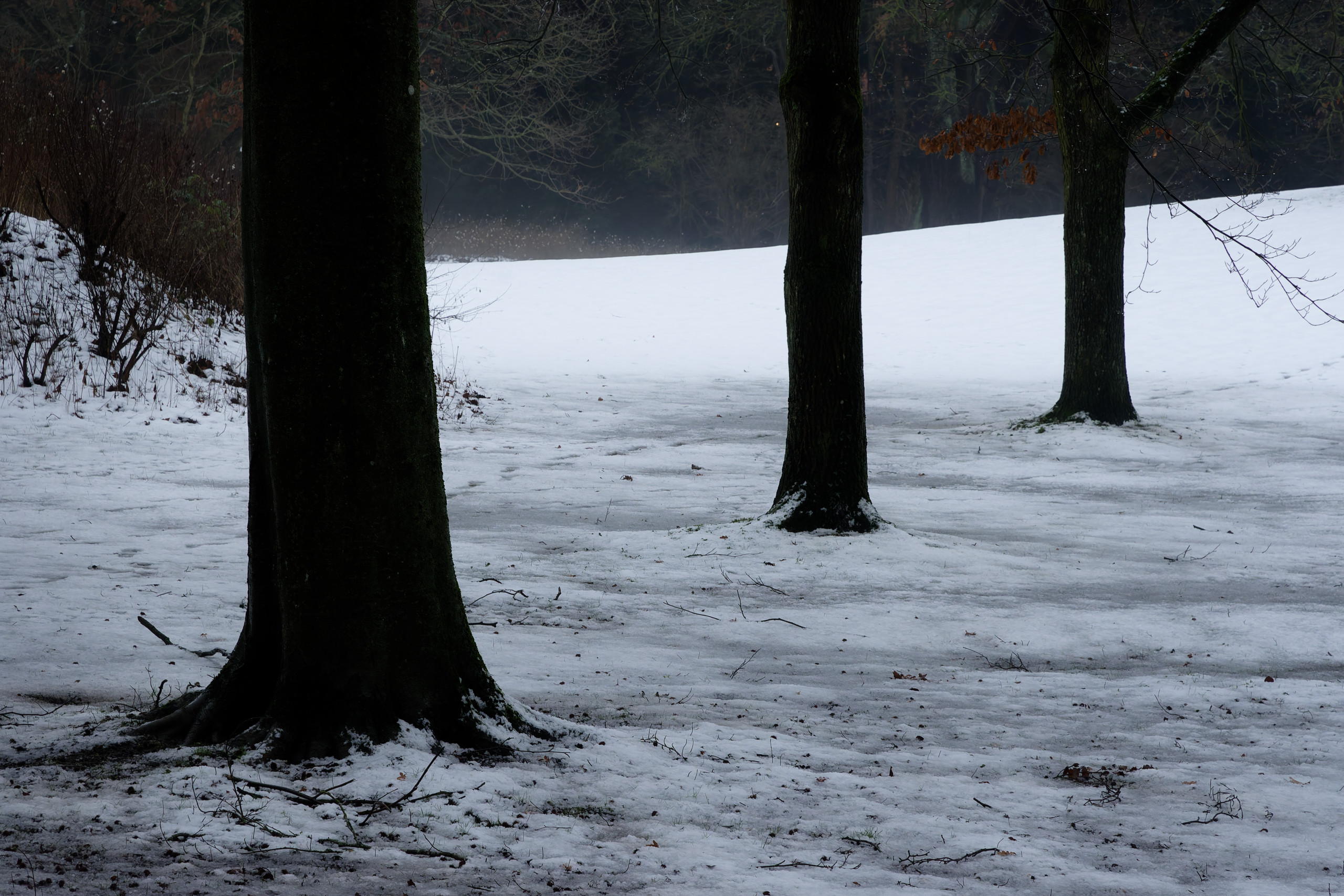 I like the how the dark trees contrast with the white snow, and the diagonal created by the trees. © 2025. This work is openly licensed via CC BY-NC 4.0