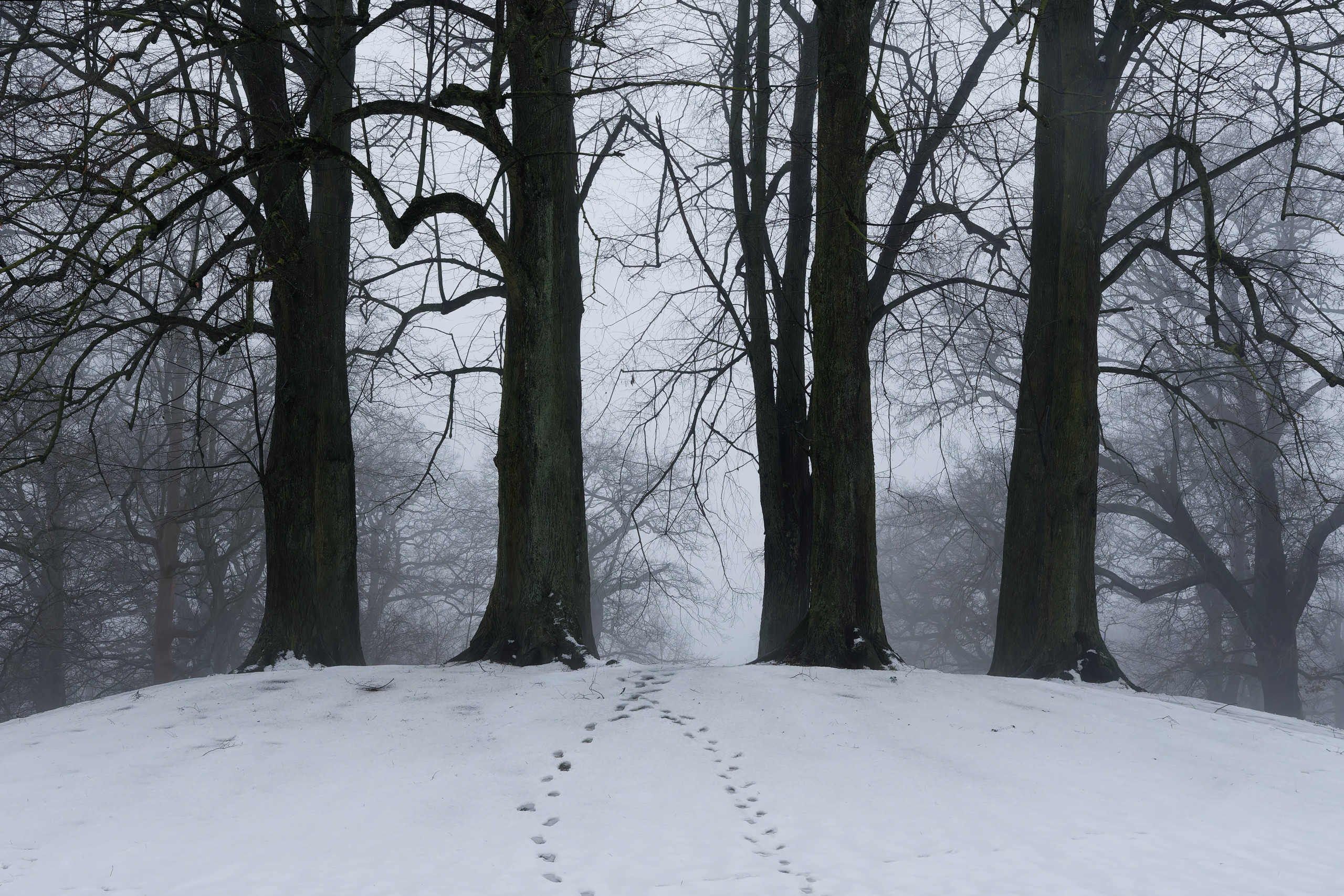 More misty goodness. © 2025. This work is openly licensed via CC BY-NC 4.0