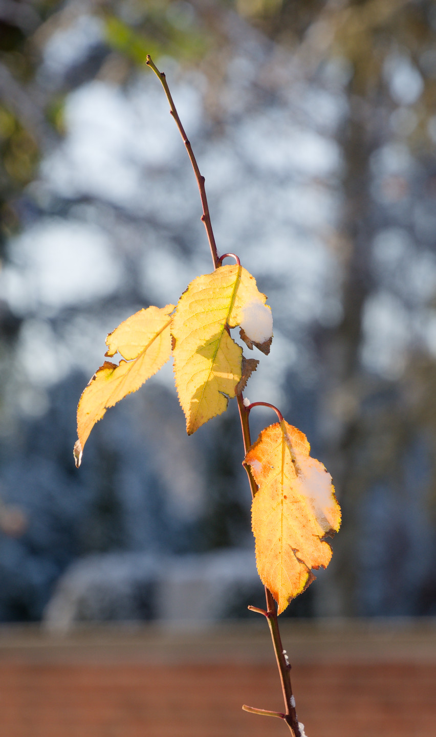 Leaves somehow still holding on.. © 2025. This work is openly licensed via CC BY-NC 4.0