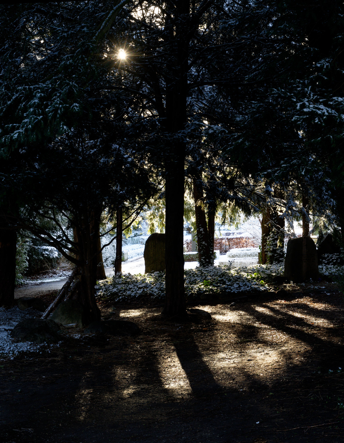 I love the moody look of this one and the shadows. Also some nice contrast with the sun just peeking through and the white snow in the background. © 2025. This work is openly licensed via CC BY-NC 4.0