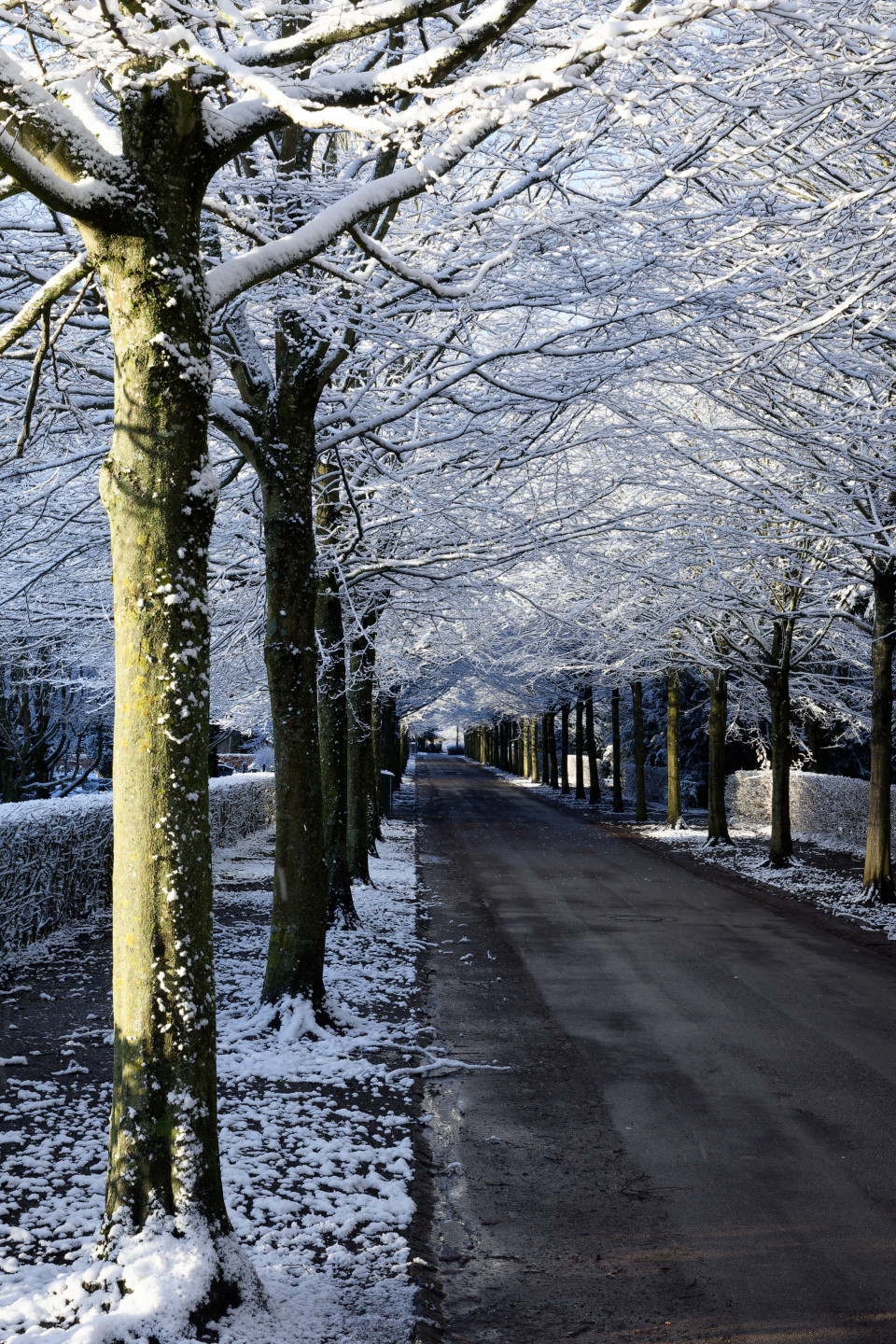 Frosted trees looking magical © 2025. This work is openly licensed via CC BY-NC 4.0