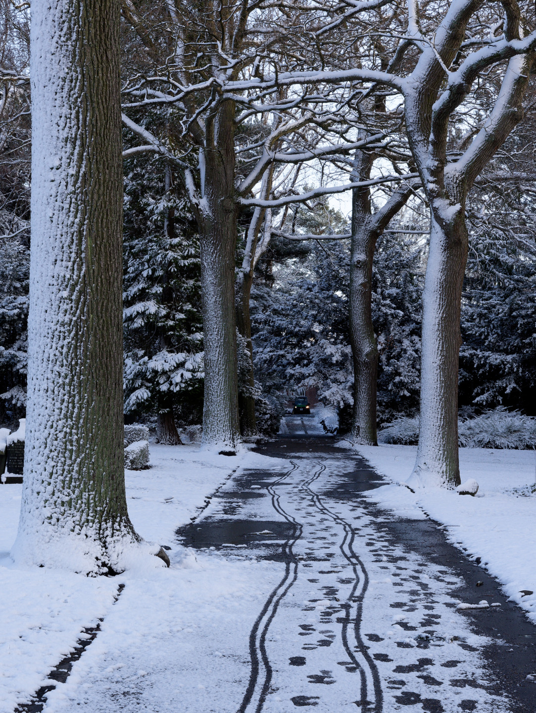 I like the frosting of the snow on the sides of the trees, and the little footprints/car trail that leads from the foreground to the background. © 2025. This work is openly licensed via CC BY-NC 4.0