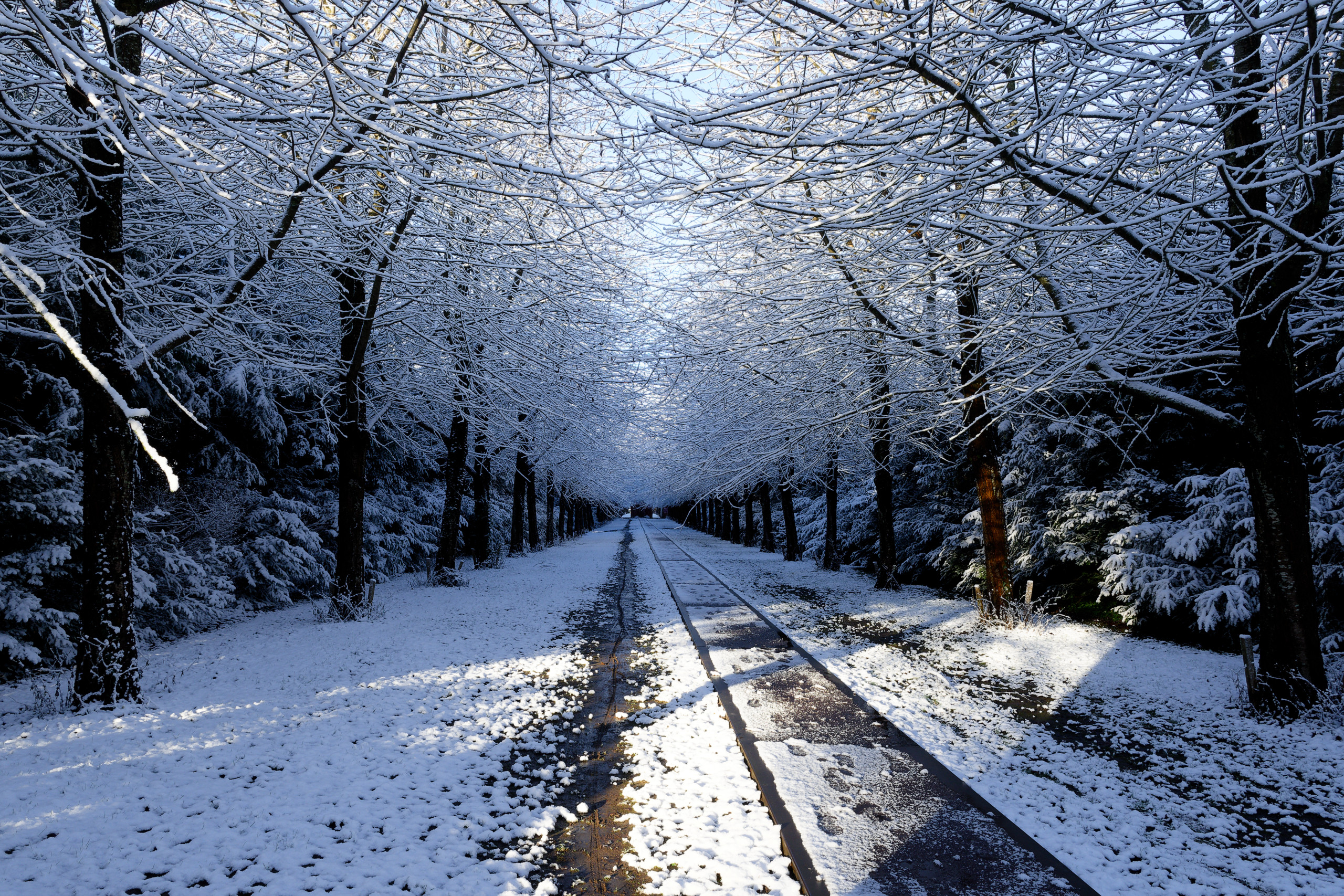 More frosted tree goodness. © 2025. This work is openly licensed via CC BY-NC 4.0