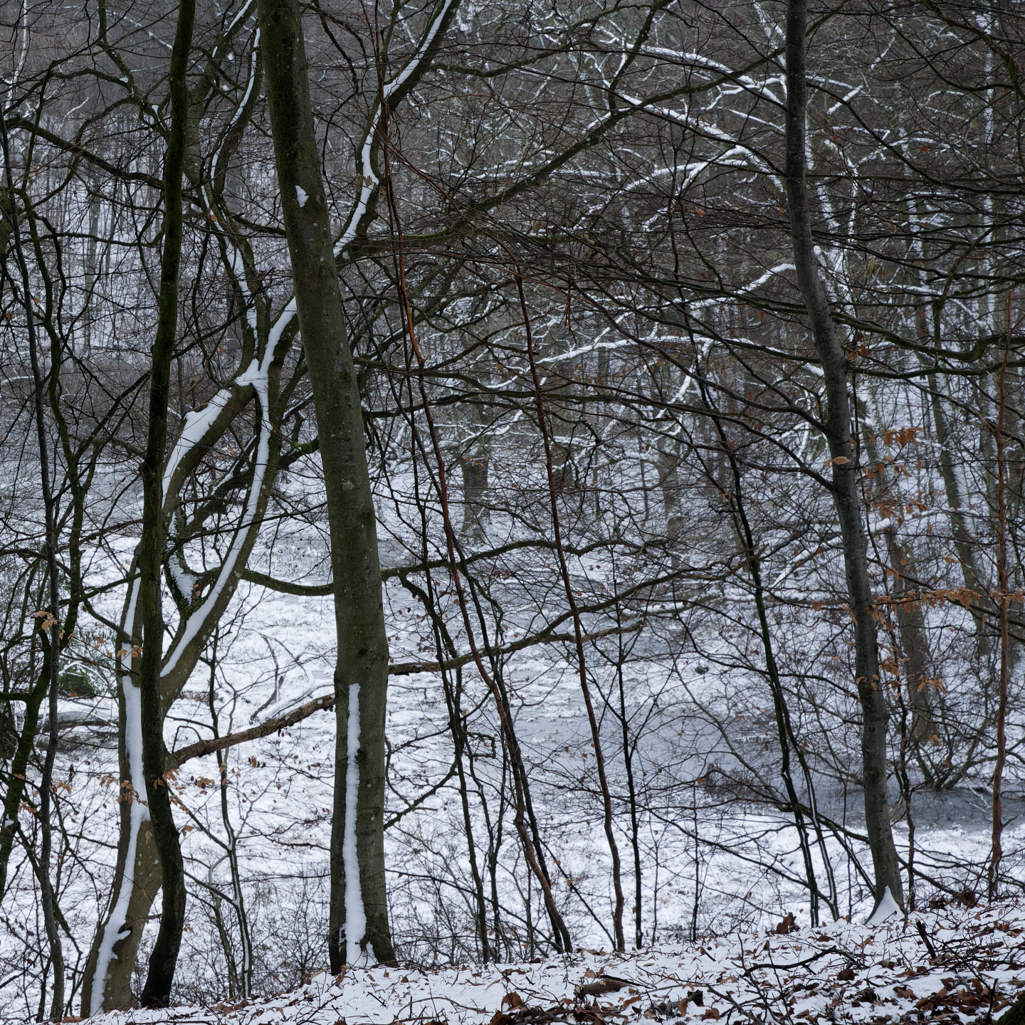 And one of my favourites from the trip. While it is quite busy with all the bare branches, I really like the depth and contrast in this one, and to me it’s almost abstract. © 2025. This work is openly licensed via CC BY-NC 4.0