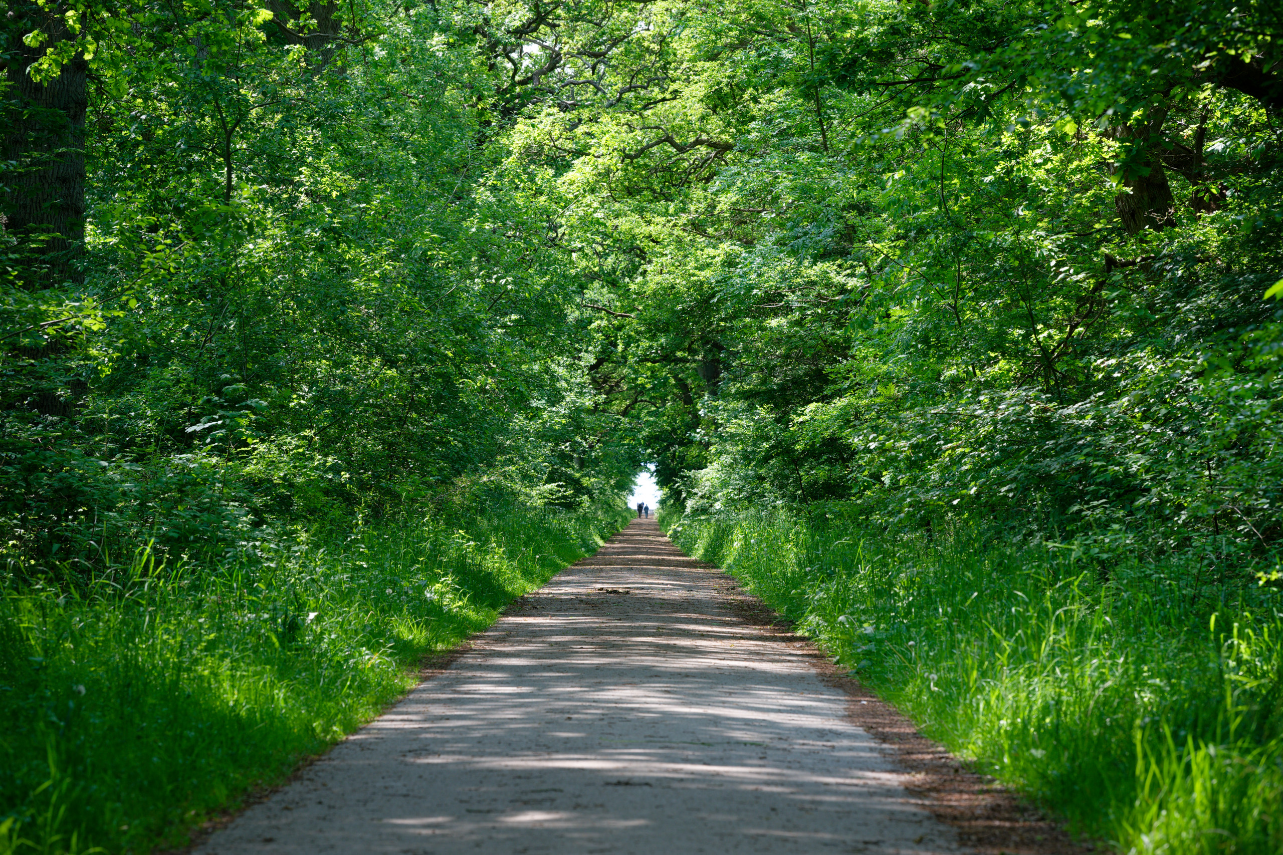 Tunnel of trees © 2025. This work is openly licensed via CC BY-NC 4.0
