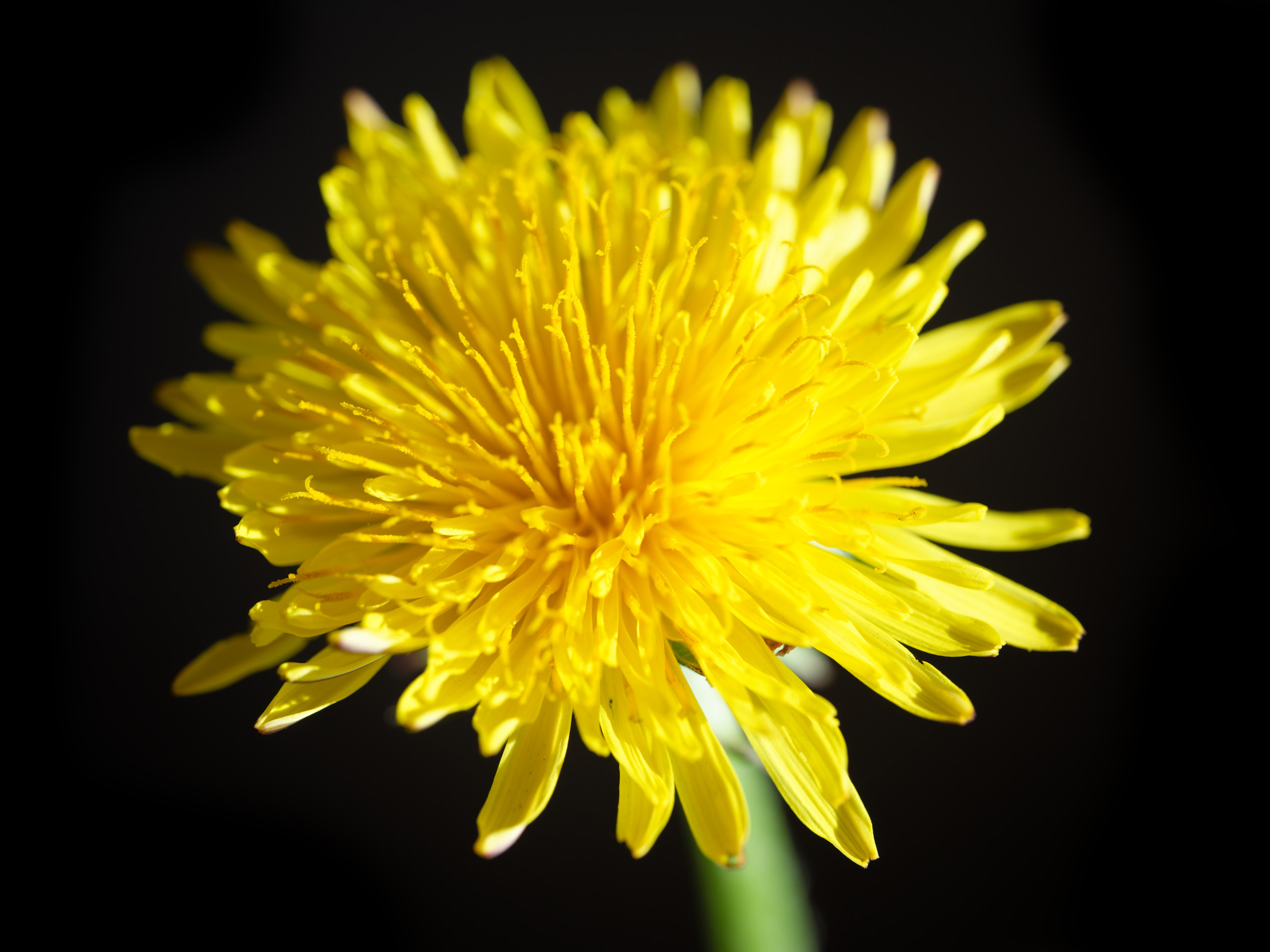 Bloom © 2025. This work is openly licensed via CC BY-NC 4.0