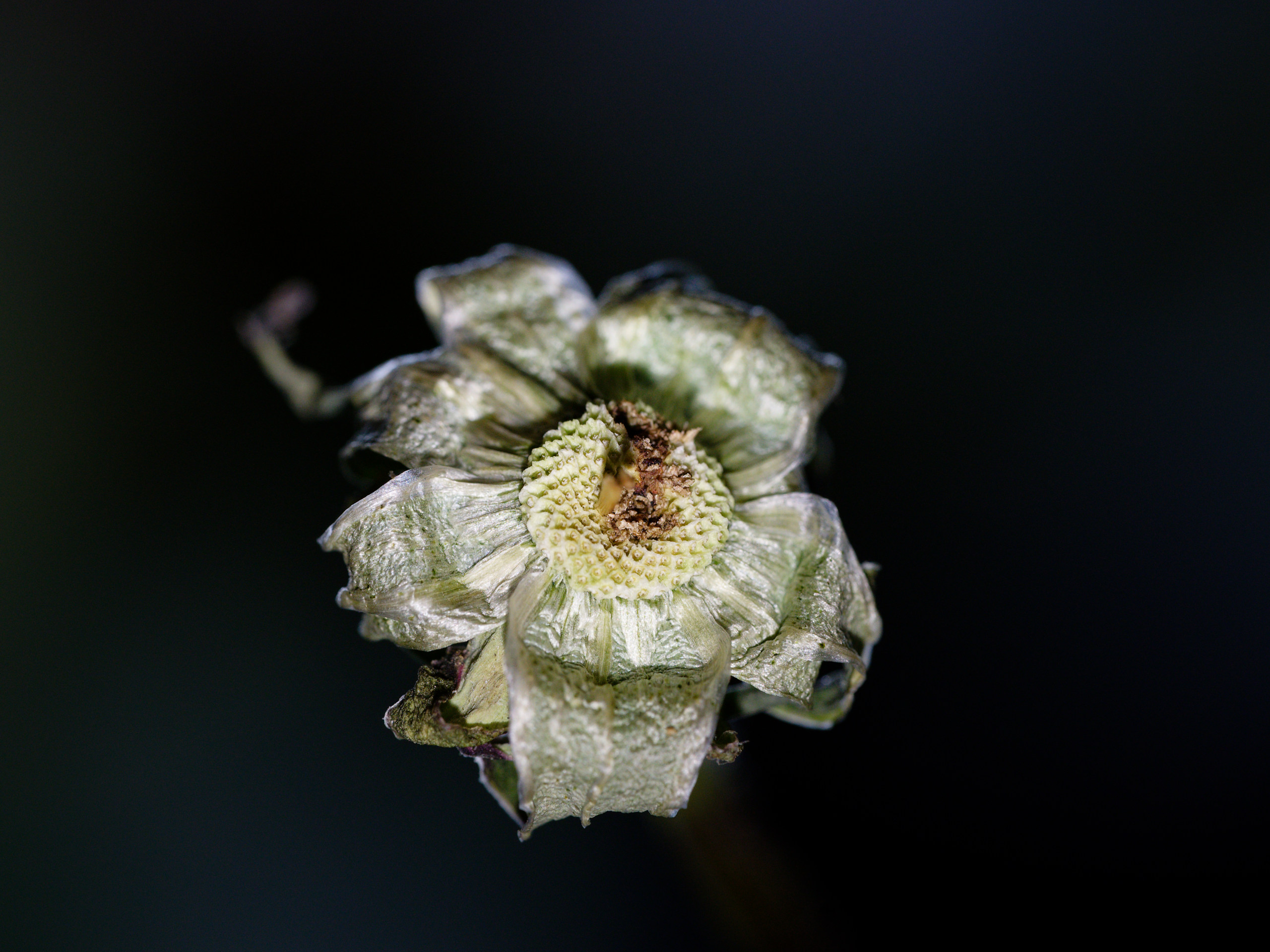 Die © 2025. This work is openly licensed via CC BY-NC 4.0