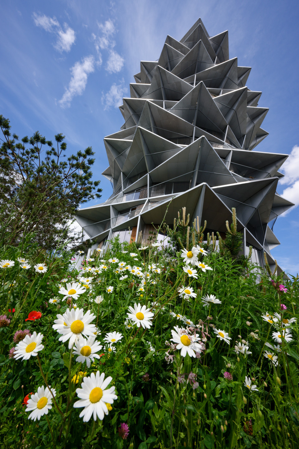 Note the relative size of the daisies to the tower © 2025. This work is openly licensed via CC BY-NC 4.0