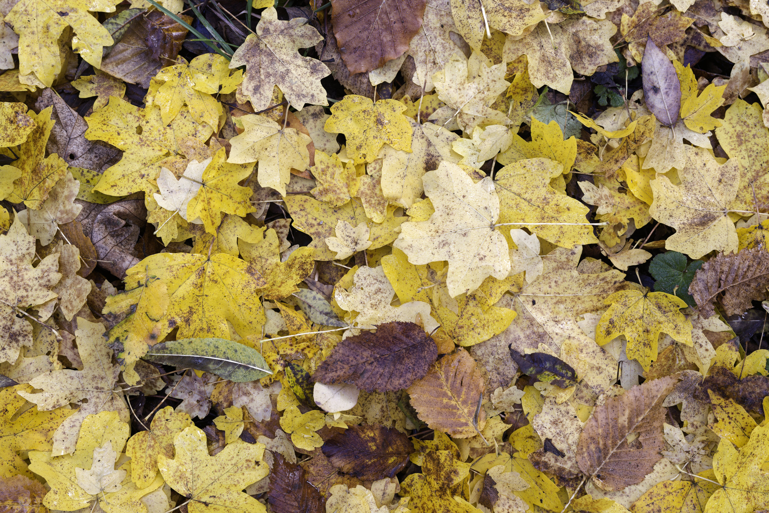 Autumn’s colours. © 2025. This work is openly licensed via CC BY-NC 4.0