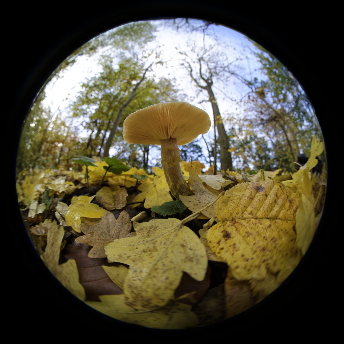 Autumn from below. © 2025. This work is openly licensed via CC BY-NC 4.0