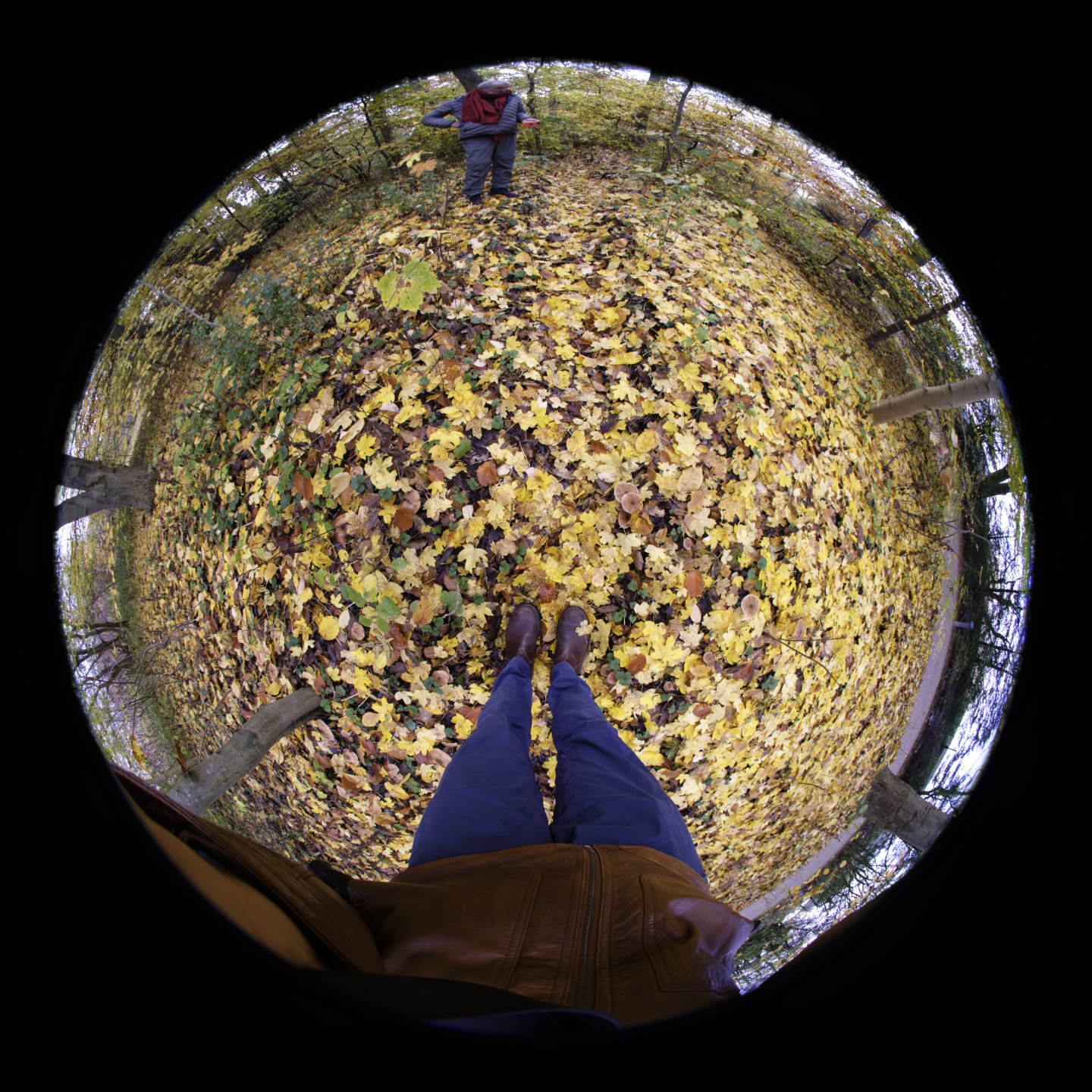 Autumn world. © 2025. This work is openly licensed via CC BY-NC 4.0