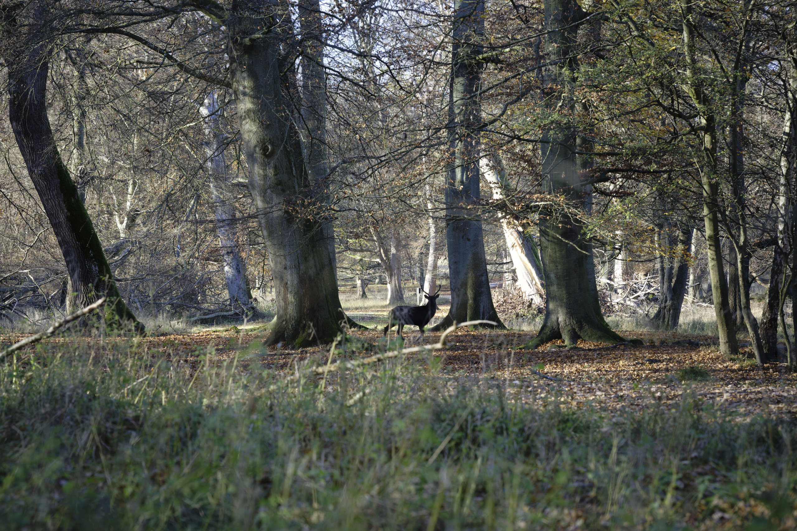 Forest stag. © 2025. This work is openly licensed via CC BY-NC 4.0