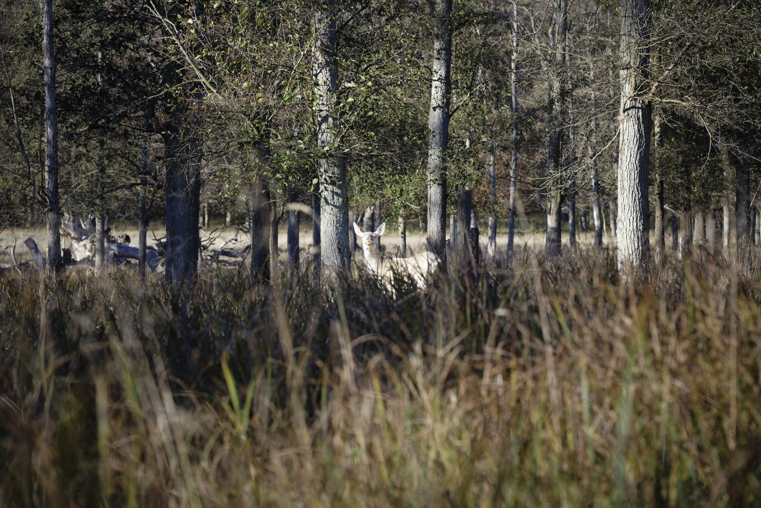 Forest albino. © 2025. This work is openly licensed via CC BY-NC 4.0