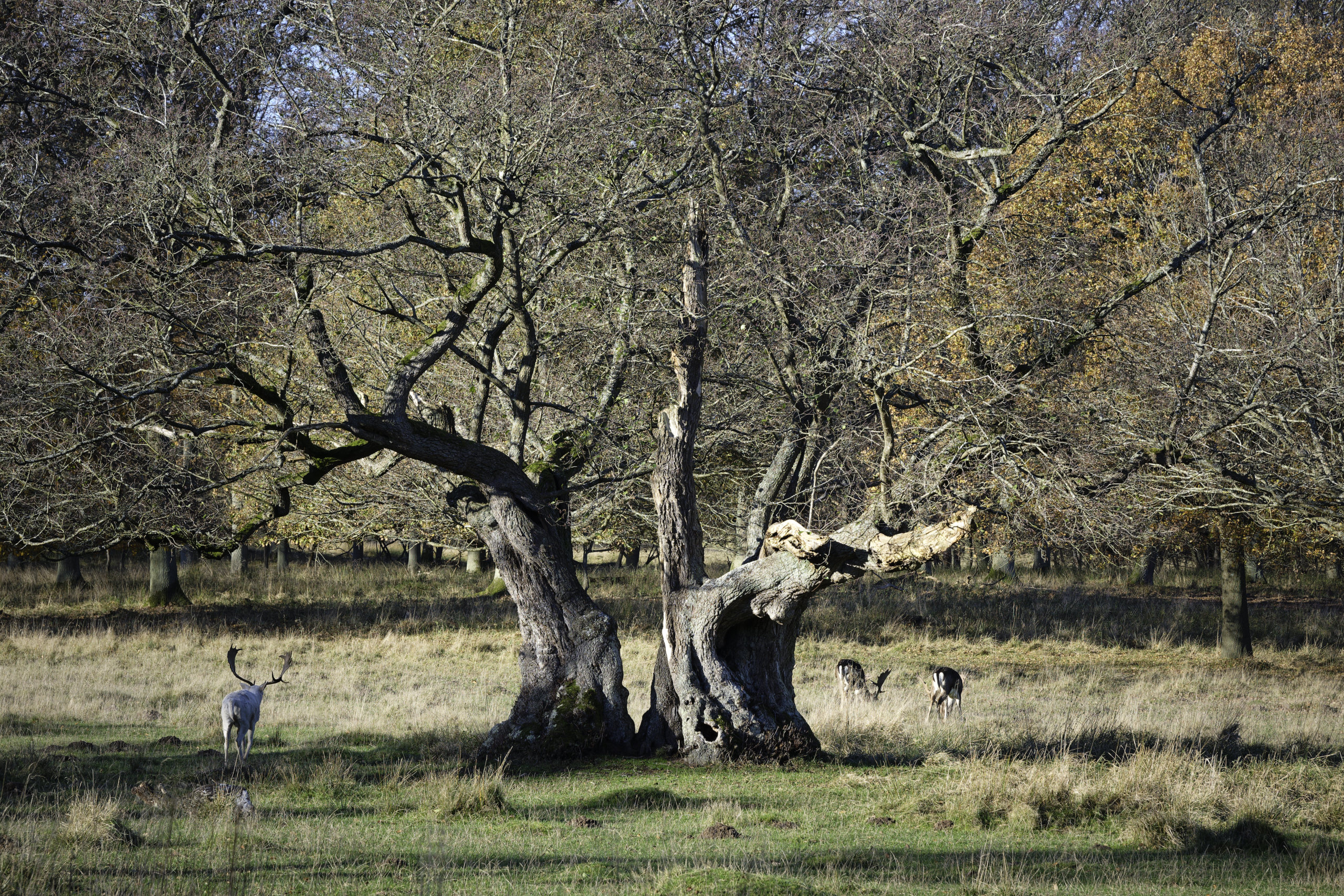 Forest oak. © 2025. This work is openly licensed via CC BY-NC 4.0