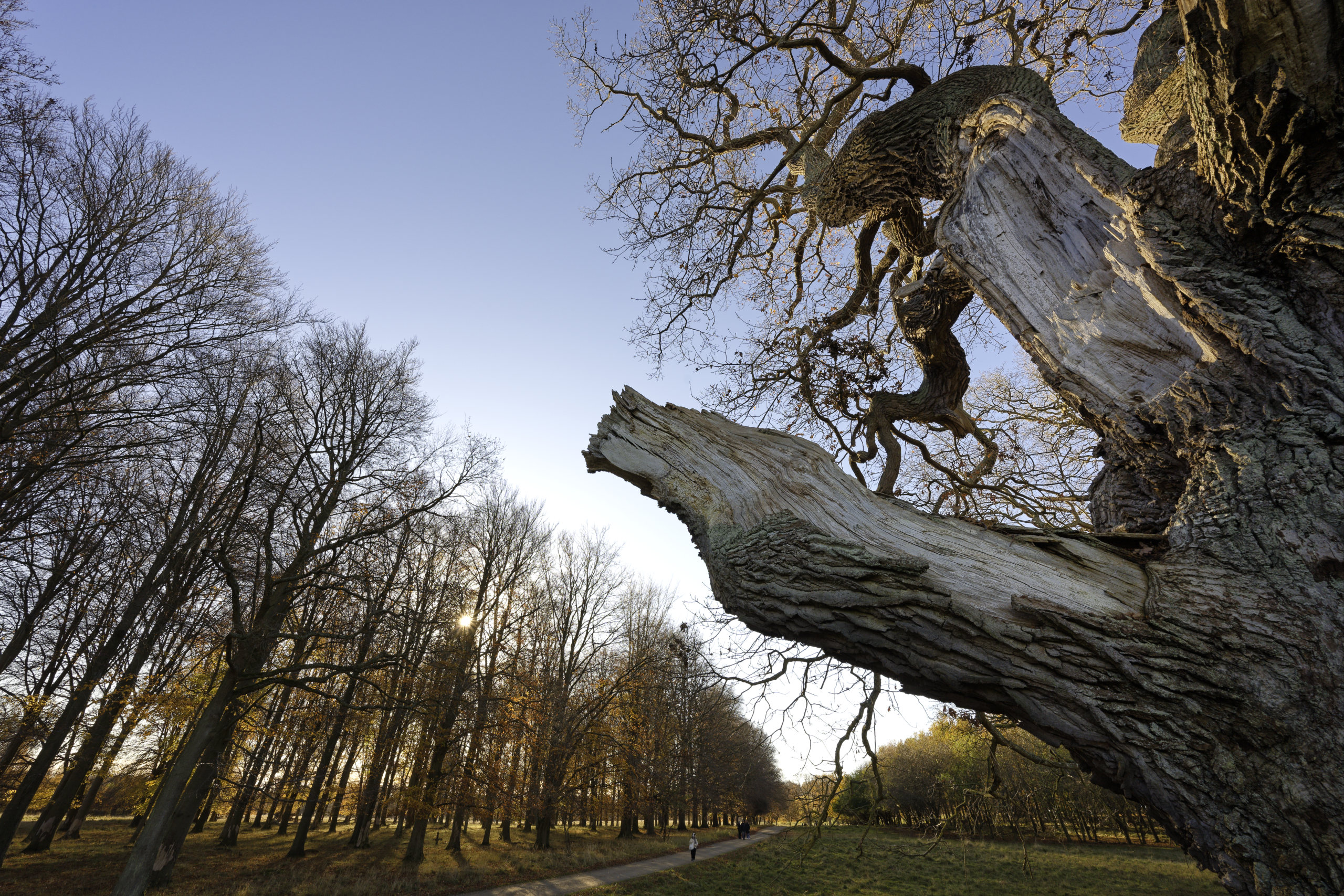Ancient oak. © 2025. This work is openly licensed via CC BY-NC 4.0