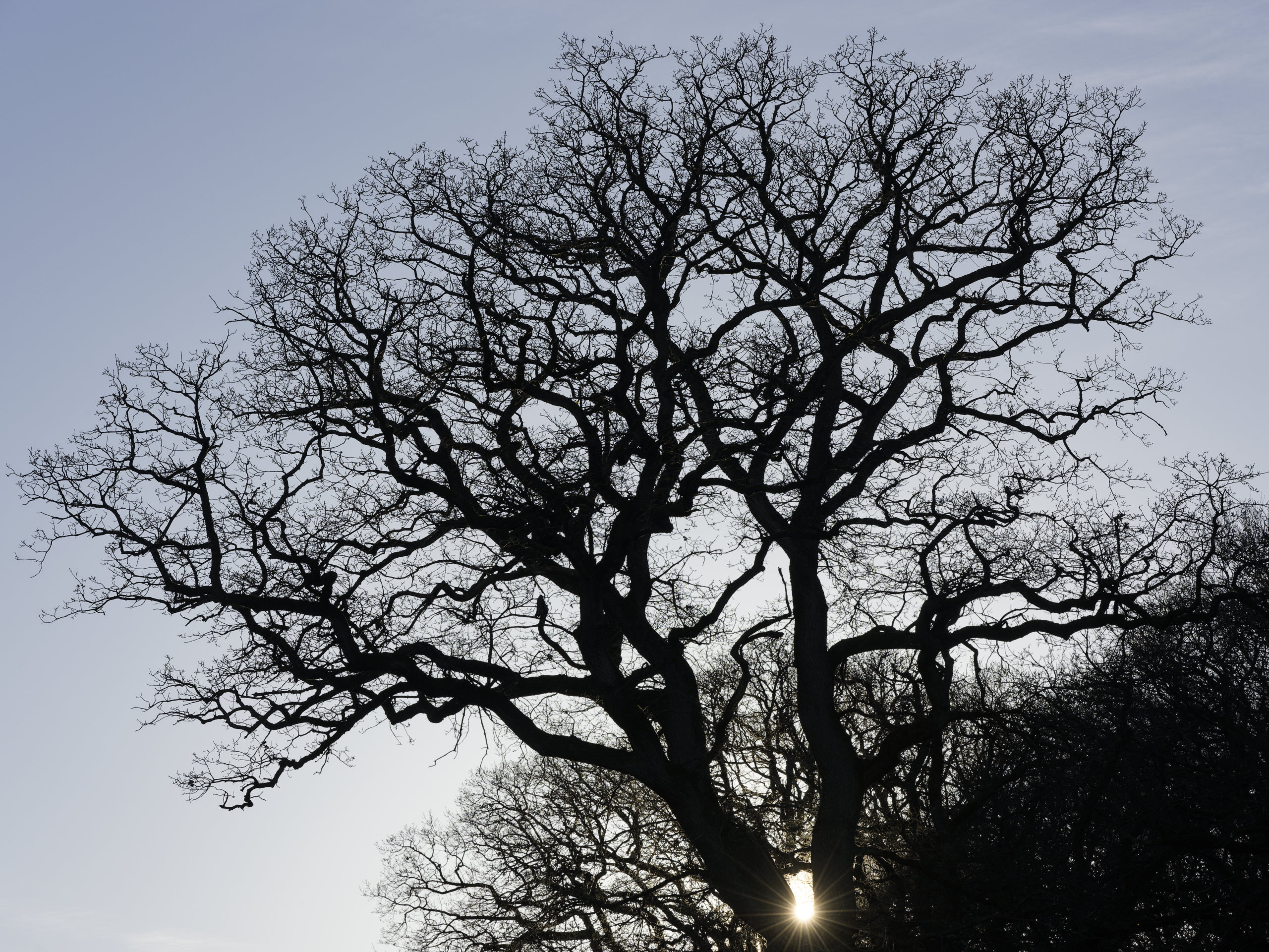 Silhouette. © 2025. This work is openly licensed via CC BY-NC 4.0
