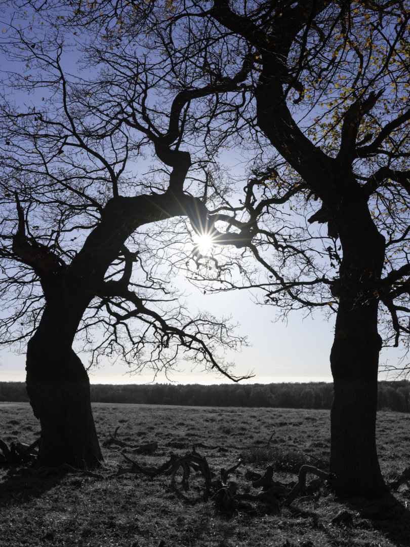 Towards the light #2. Desaturated the foreground. © 2025. This work is openly licensed via CC BY-NC 4.0