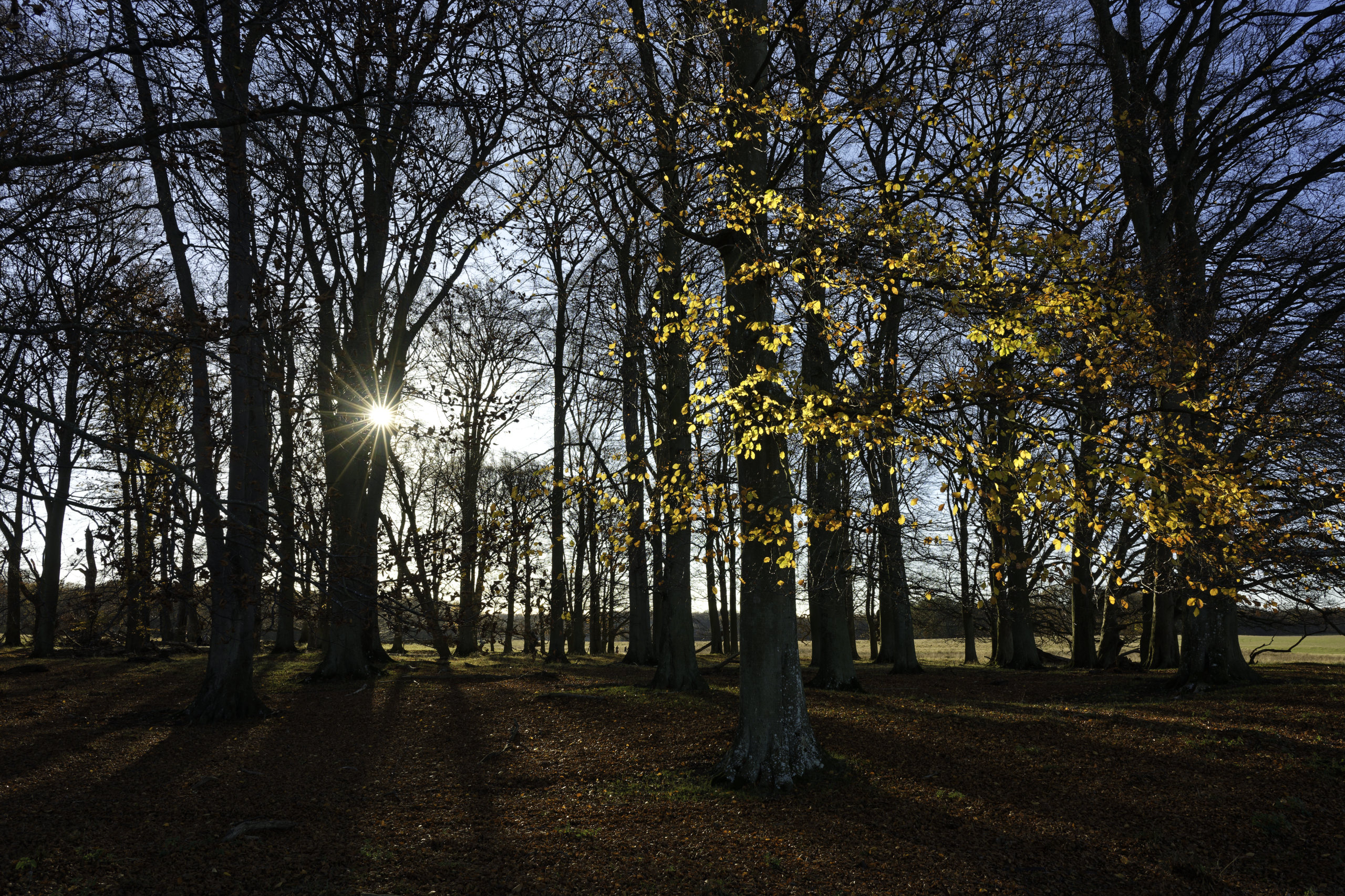 Autumn’s last leaves. 24mm, 1/50s, f/14, ISO 100 © 2025. This work is openly licensed via CC BY-NC 4.0