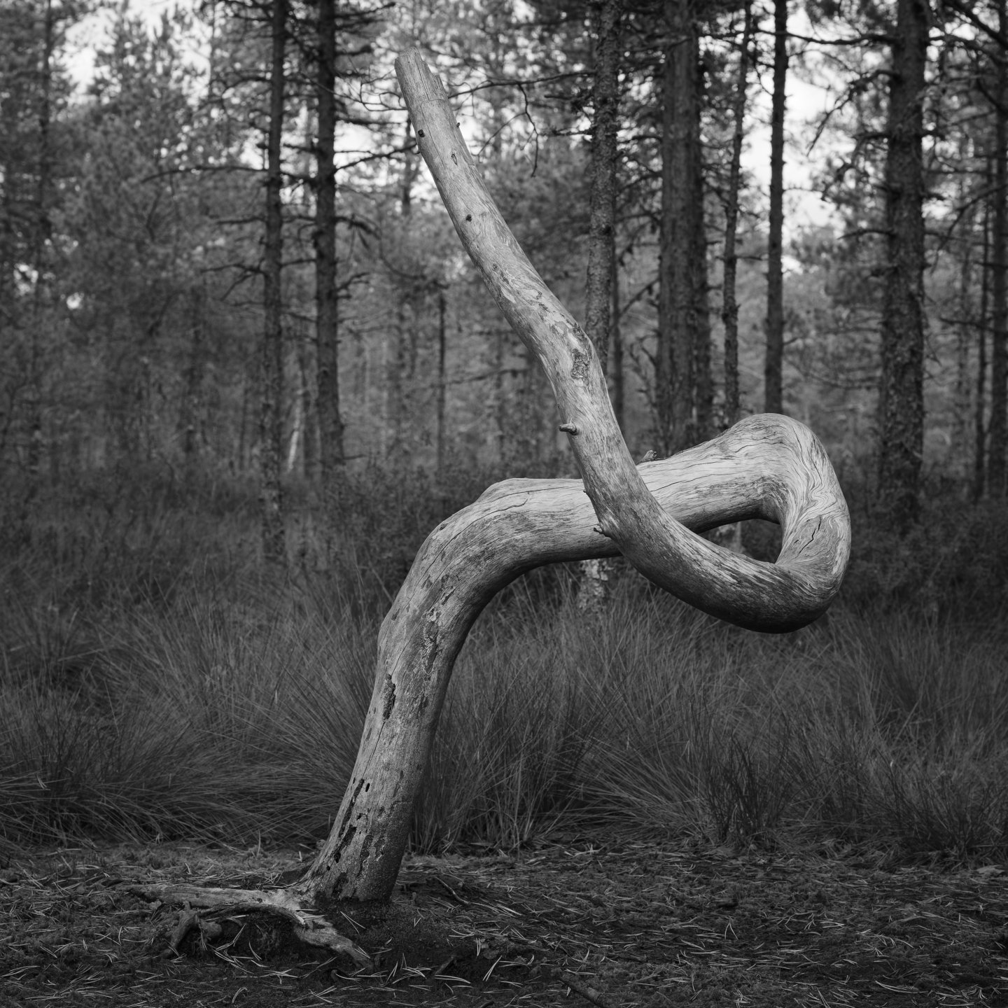 Twisted © 2025. This work is openly licensed via CC BY-NC 4.0