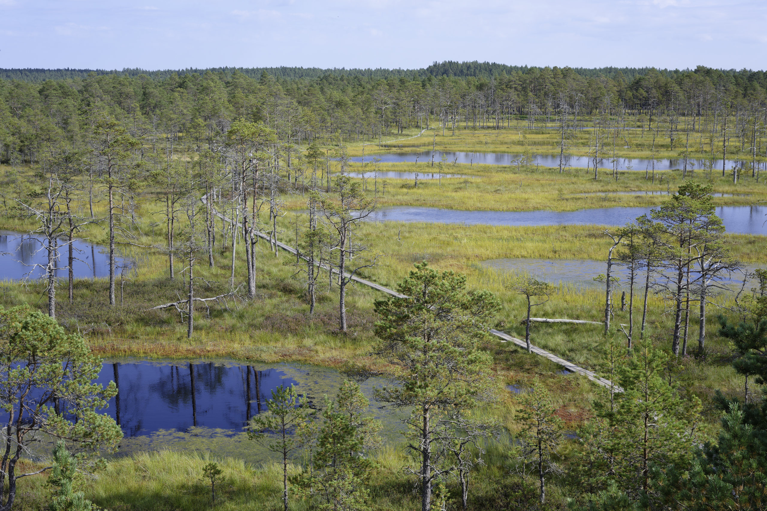 Viru Bog. © 2025. This work is openly licensed via CC BY-NC 4.0