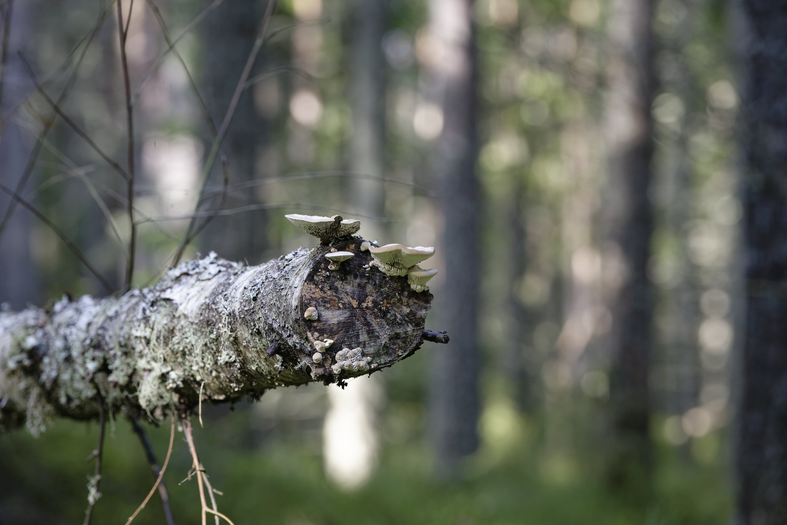 Fungi doing their part. © 2025. This work is openly licensed via CC BY-NC 4.0