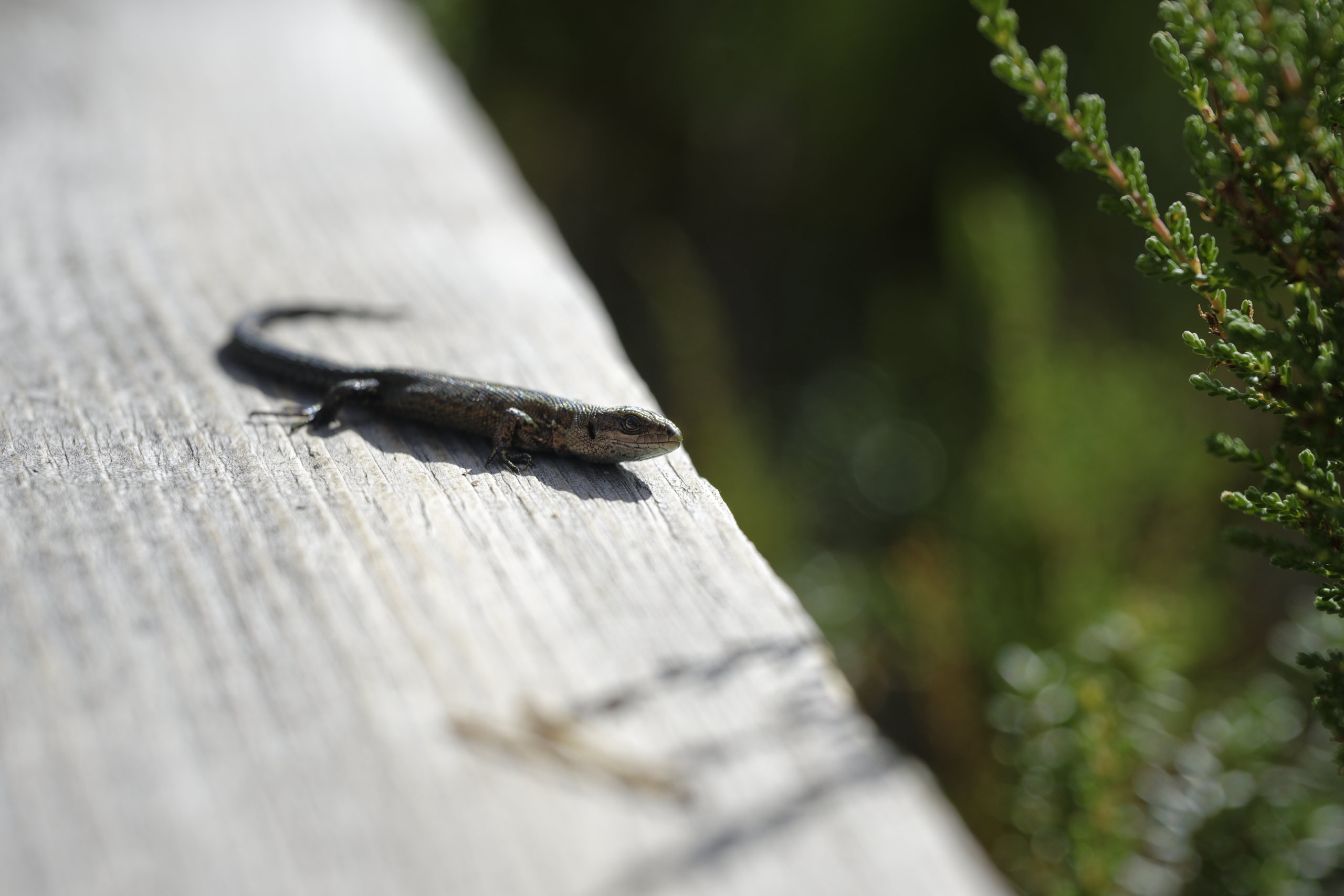 Critters of the bog 1. © 2025. This work is openly licensed via CC BY-NC 4.0
