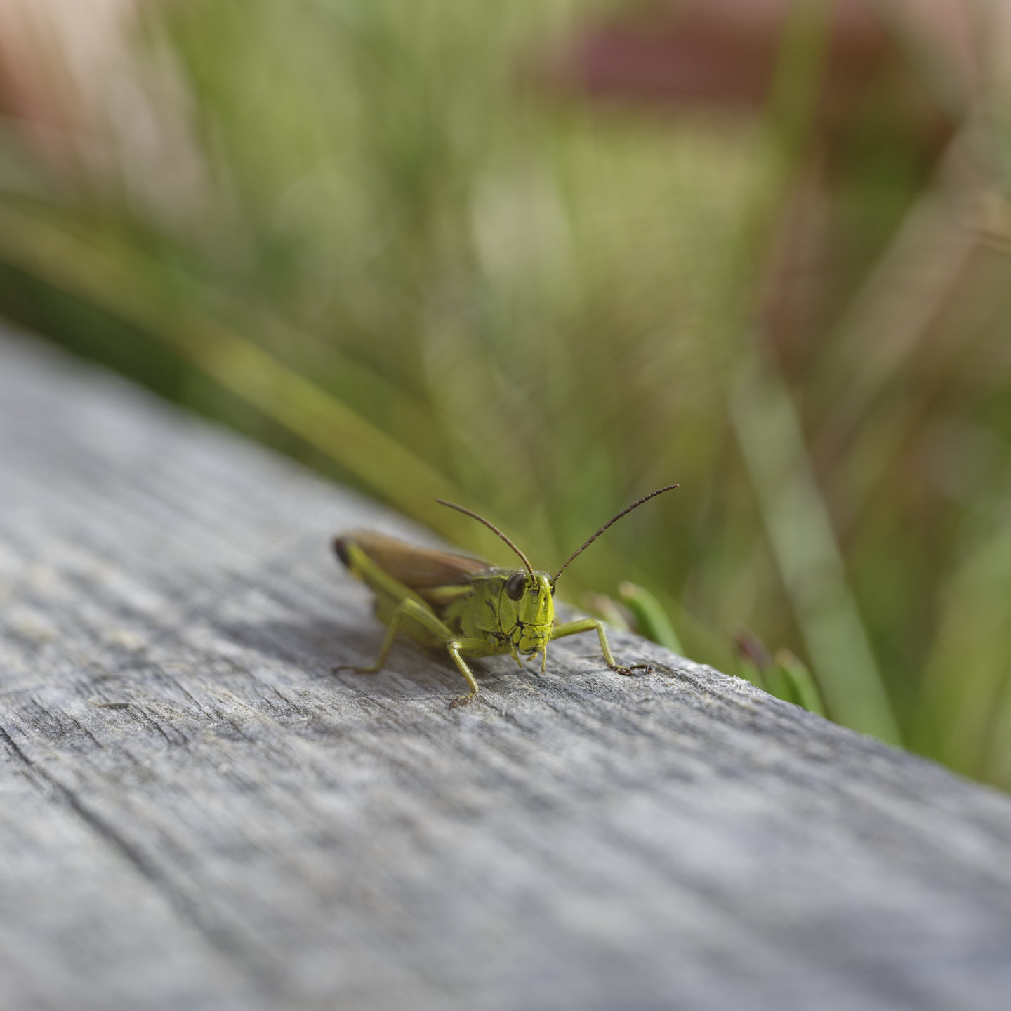 Critters of the bog 2. © 2025. This work is openly licensed via CC BY-NC 4.0