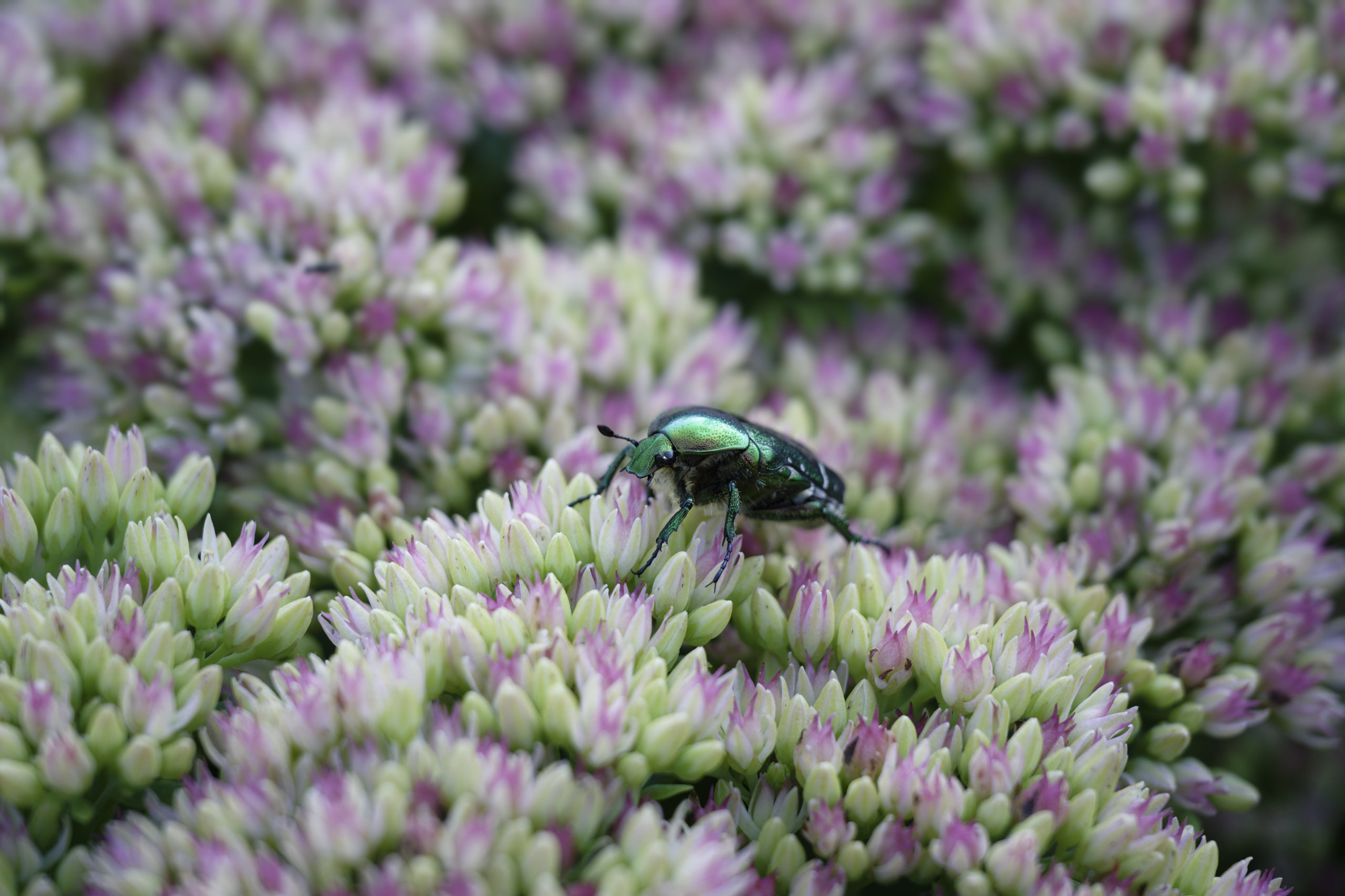 Iridescence. © 2025. This work is openly licensed via CC BY-NC 4.0