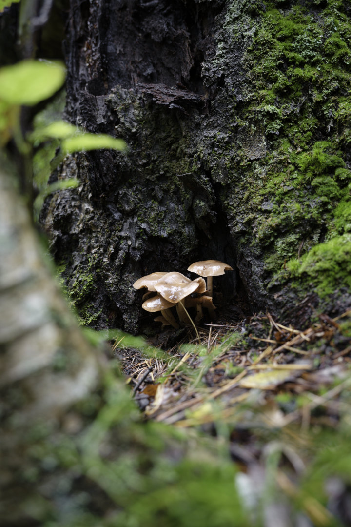 Hidden fungi. © 2025. This work is openly licensed via CC BY-NC 4.0