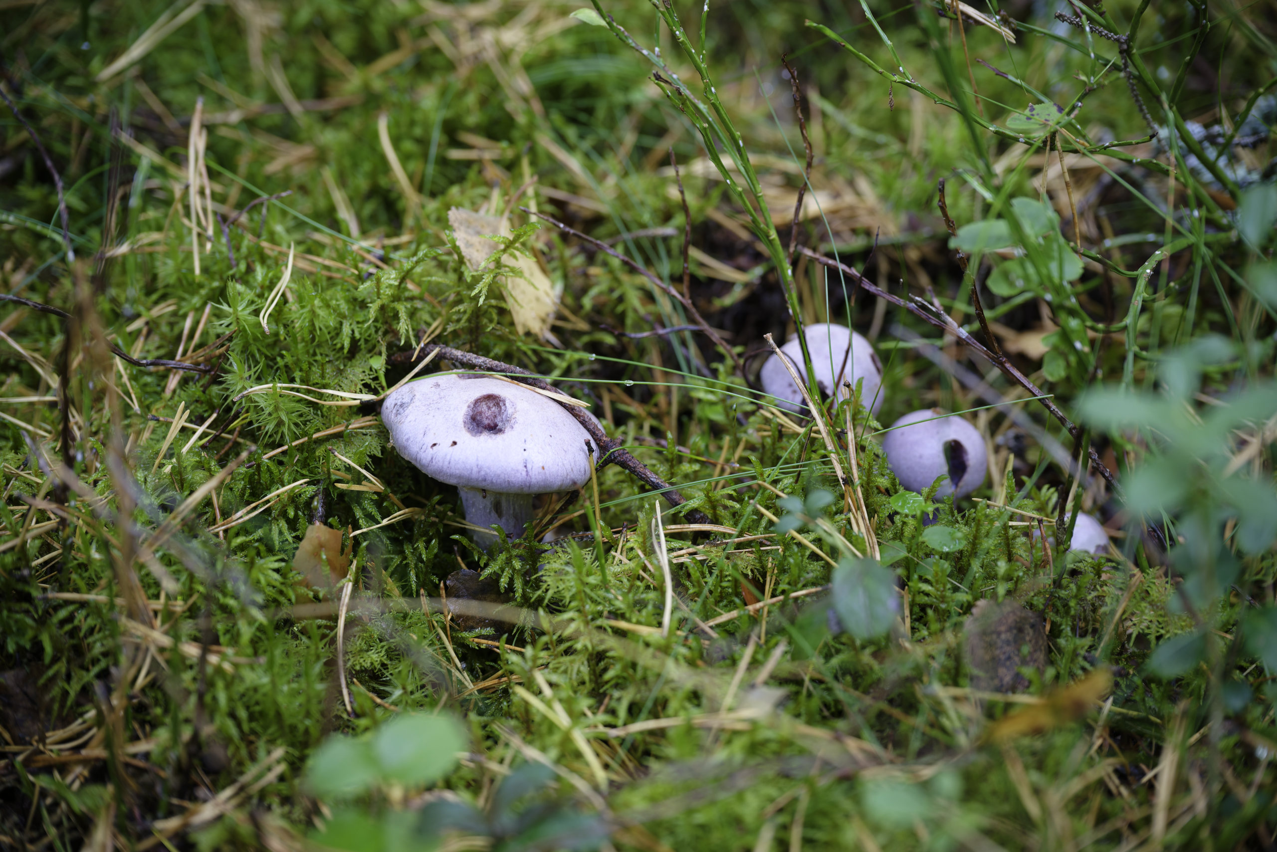 Blueberry marshmallow (just kidding). © 2025. This work is openly licensed via CC BY-NC 4.0