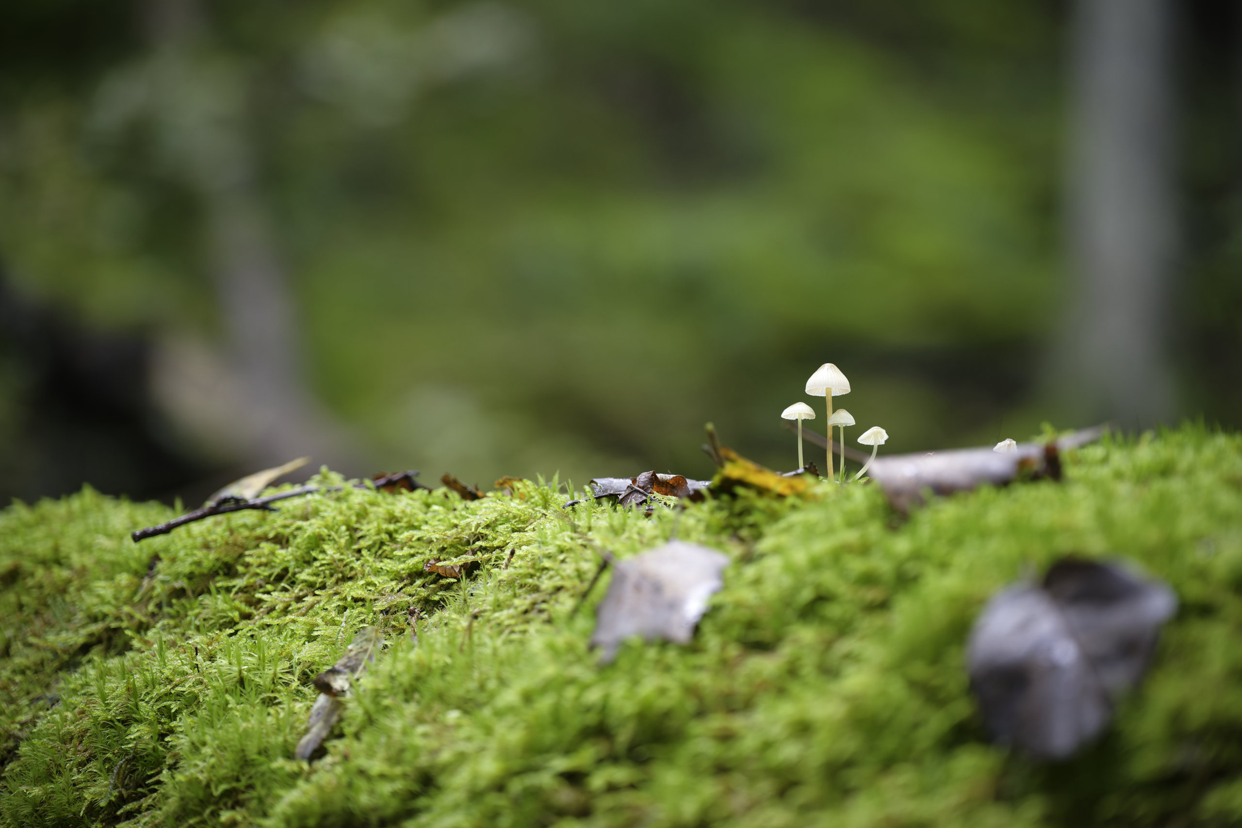 Tiny, but mighty. © 2025. This work is openly licensed via CC BY-NC 4.0