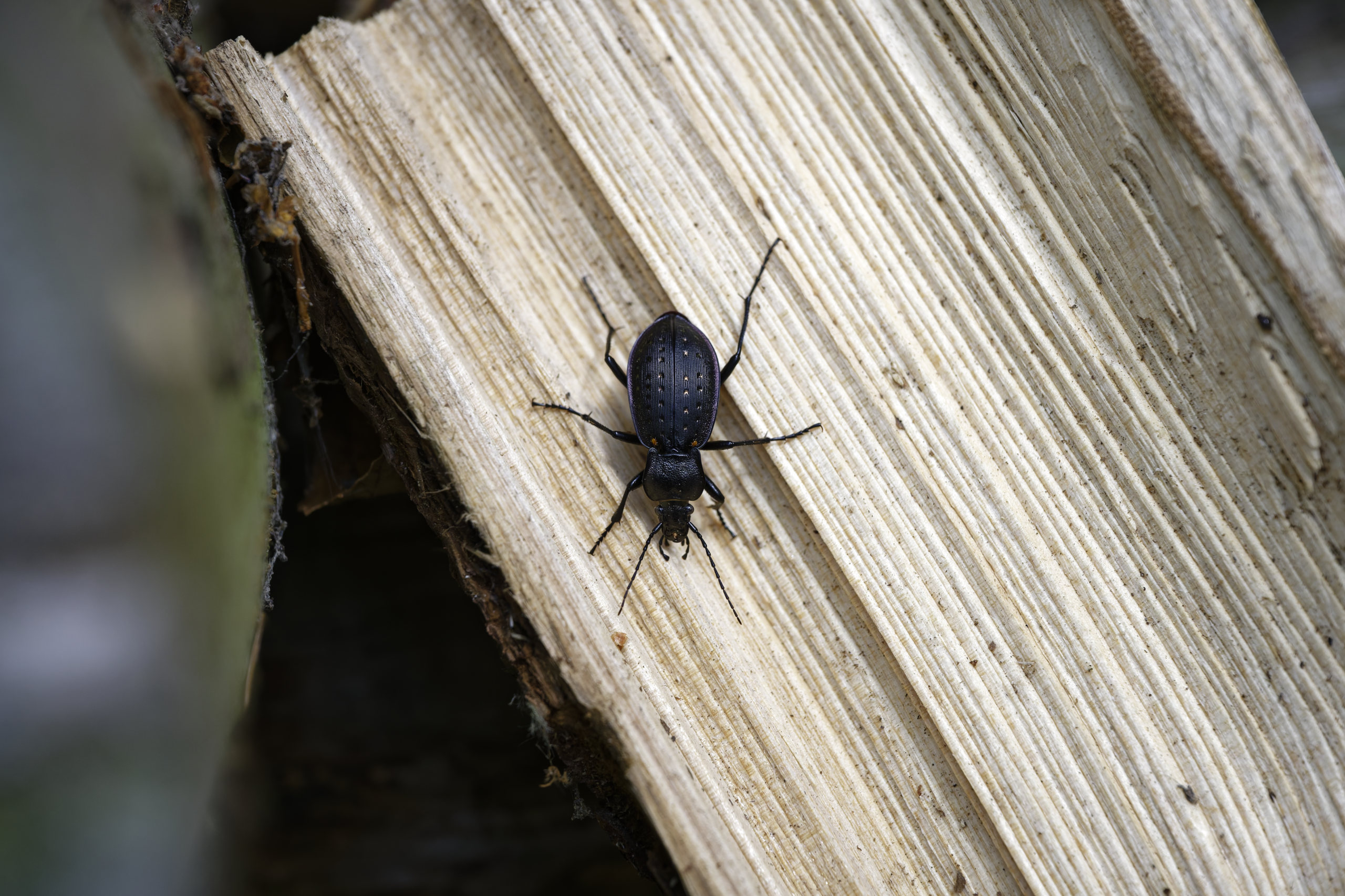 Garden ground beetle (Carabus hortensis). If you zoom in, you can see what appears to be parasites (red mites?) at the base of the wings. © 2025. This work is openly licensed via CC BY-NC 4.0