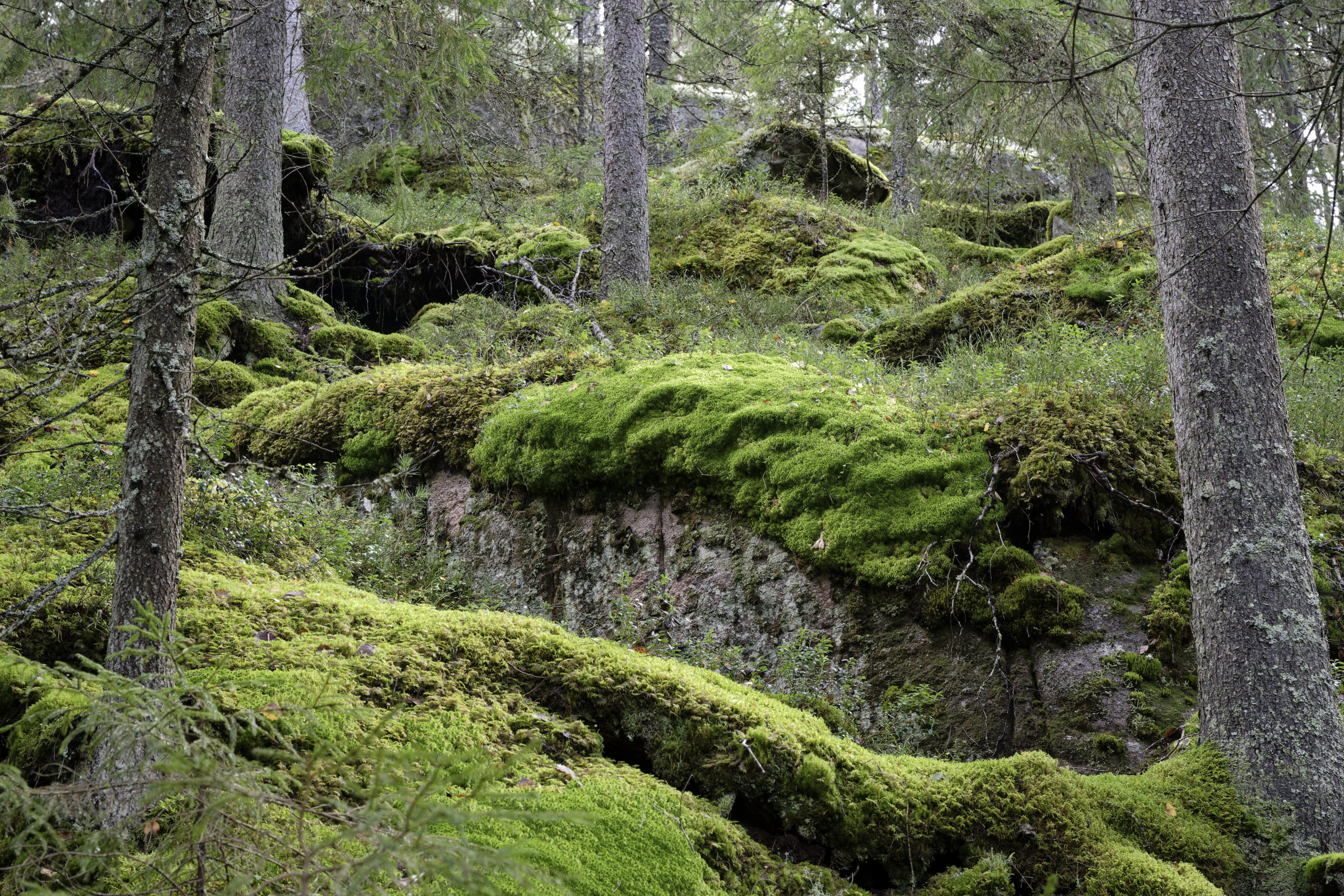 Moss galore. © 2025. This work is openly licensed via CC BY-NC 4.0