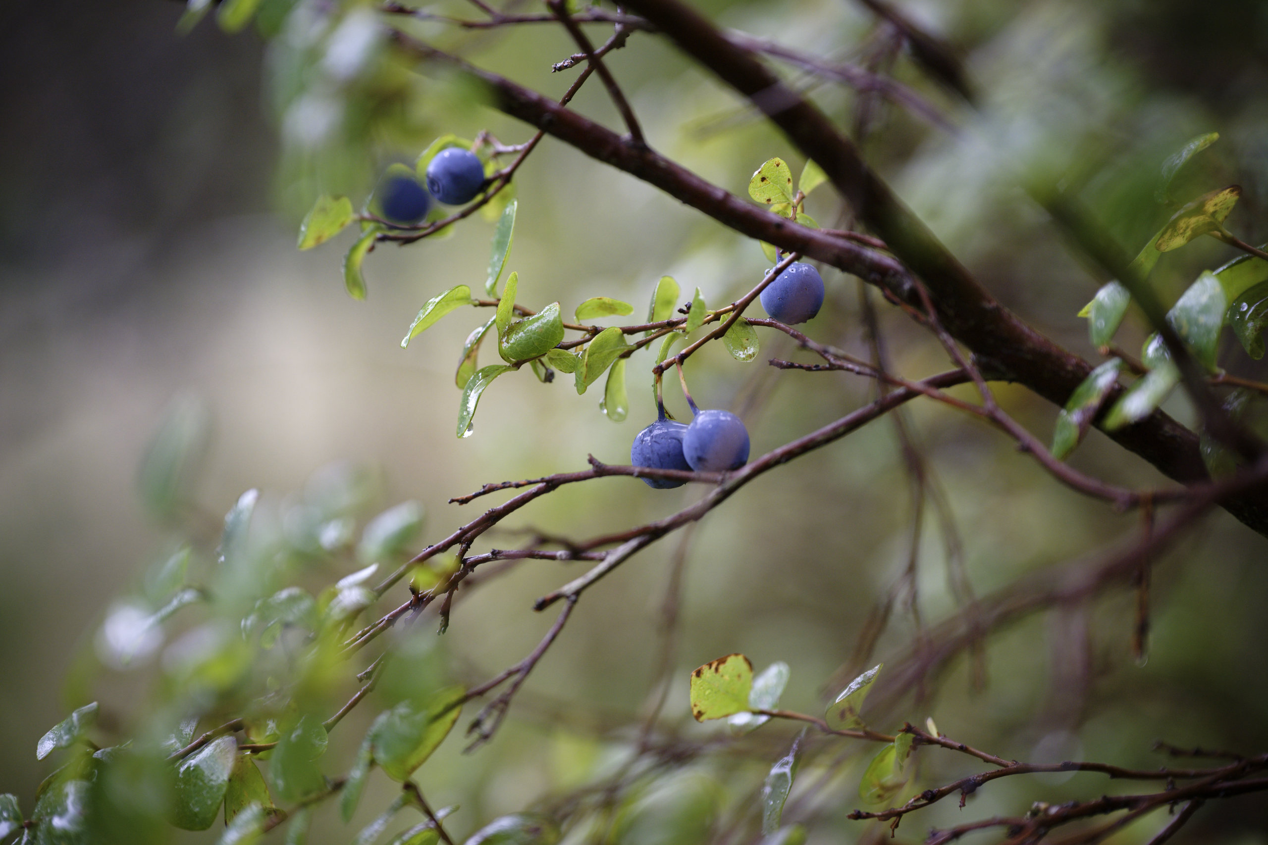 Foraging. © 2025. This work is openly licensed via CC BY-NC 4.0