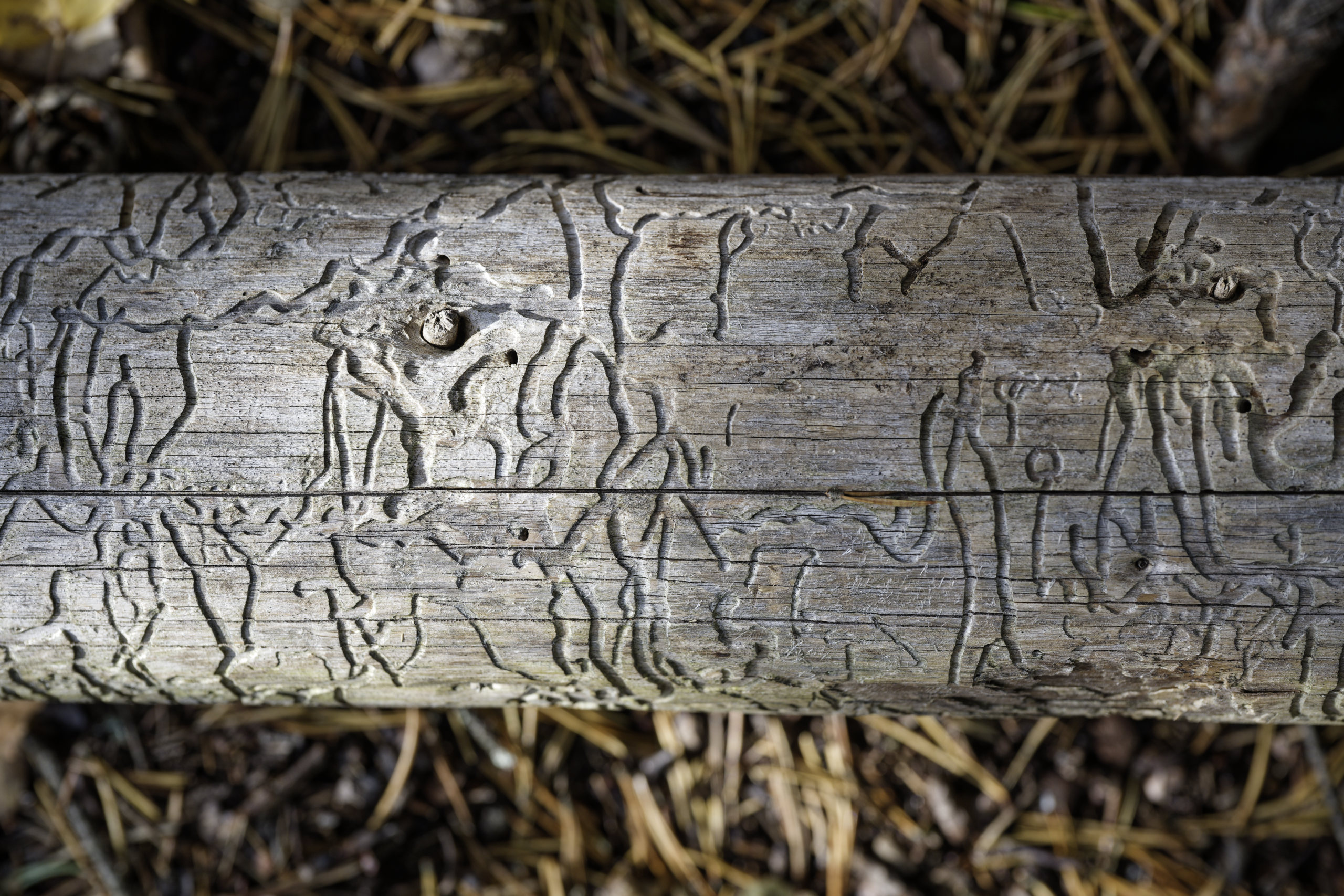 Forest scripture. © 2025. This work is openly licensed via CC BY-NC 4.0