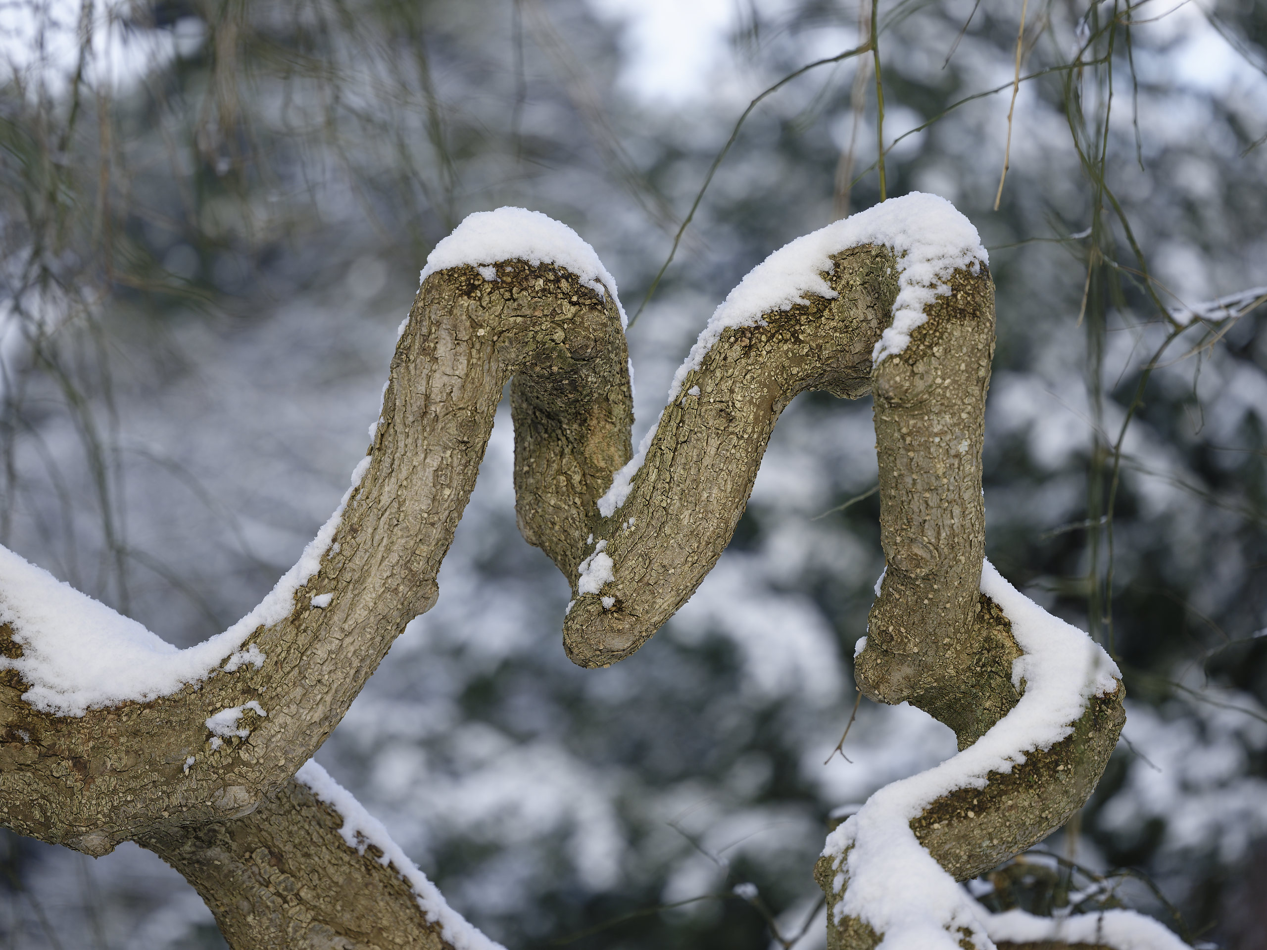Tree snake. © 2026. This work is openly licensed via CC BY-NC 4.0