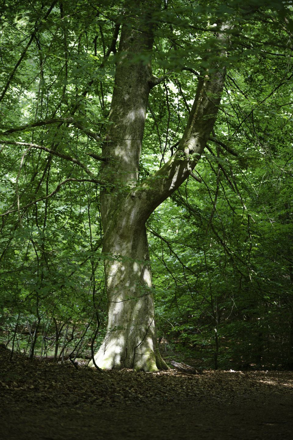 Forest sentinel © 2026.
