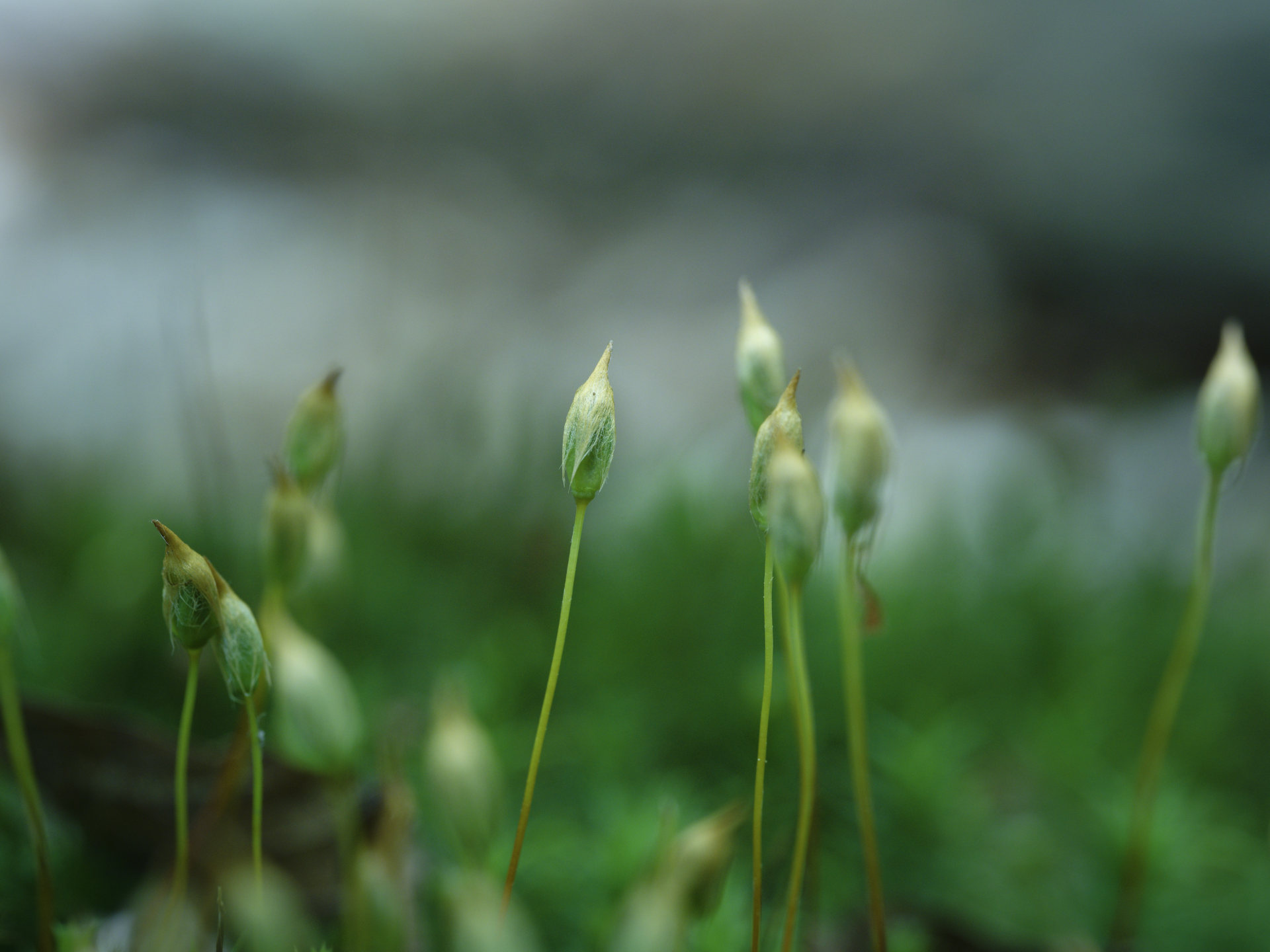 Forest floor (moss sporophytes) © 2026.