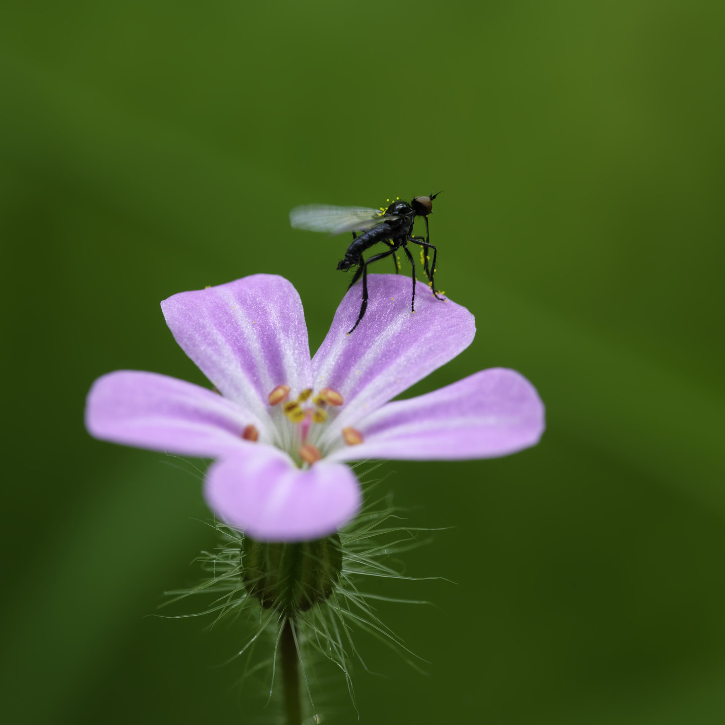 Pollen purveyor #1 © 2026.
