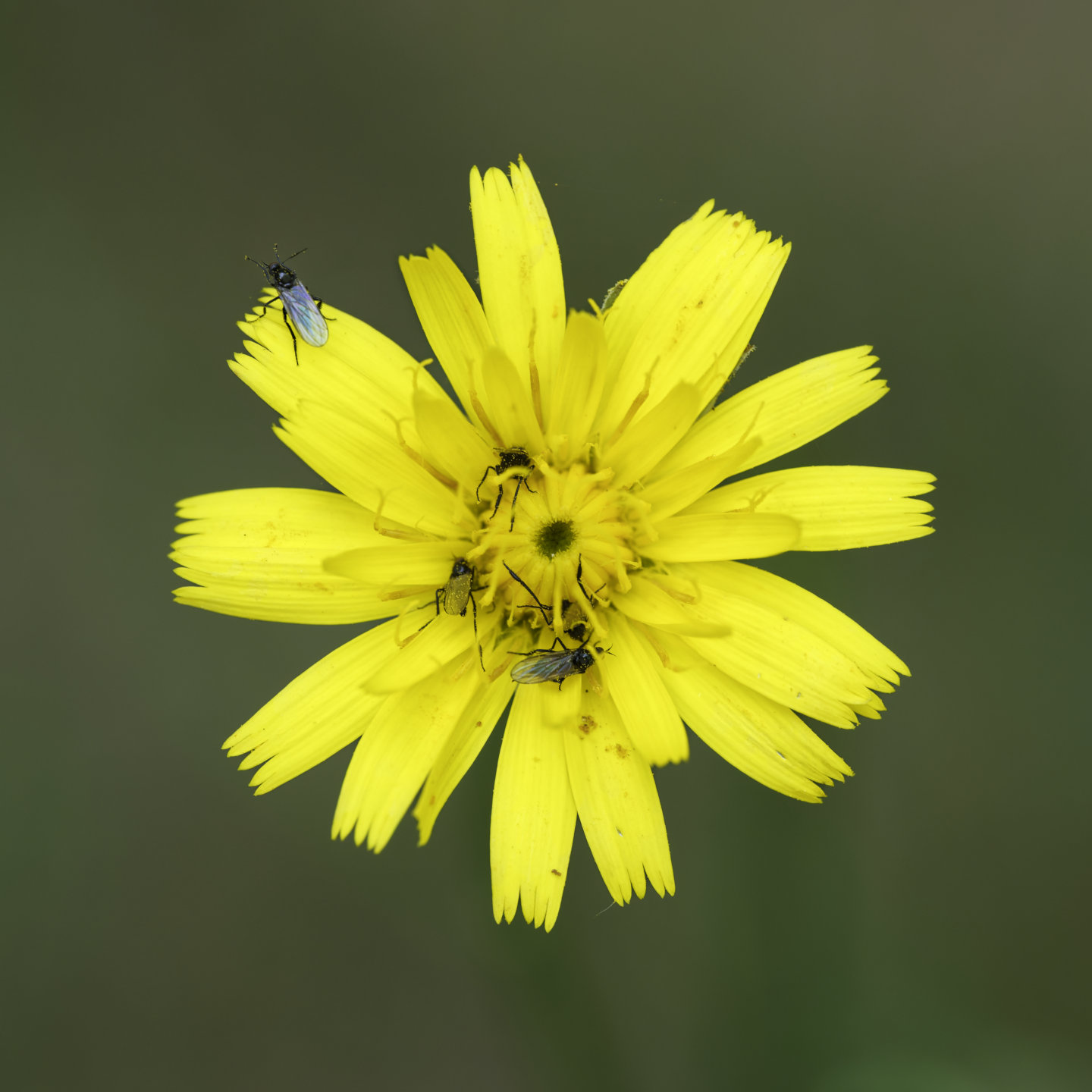 Pollen purveyor #2 © 2026.