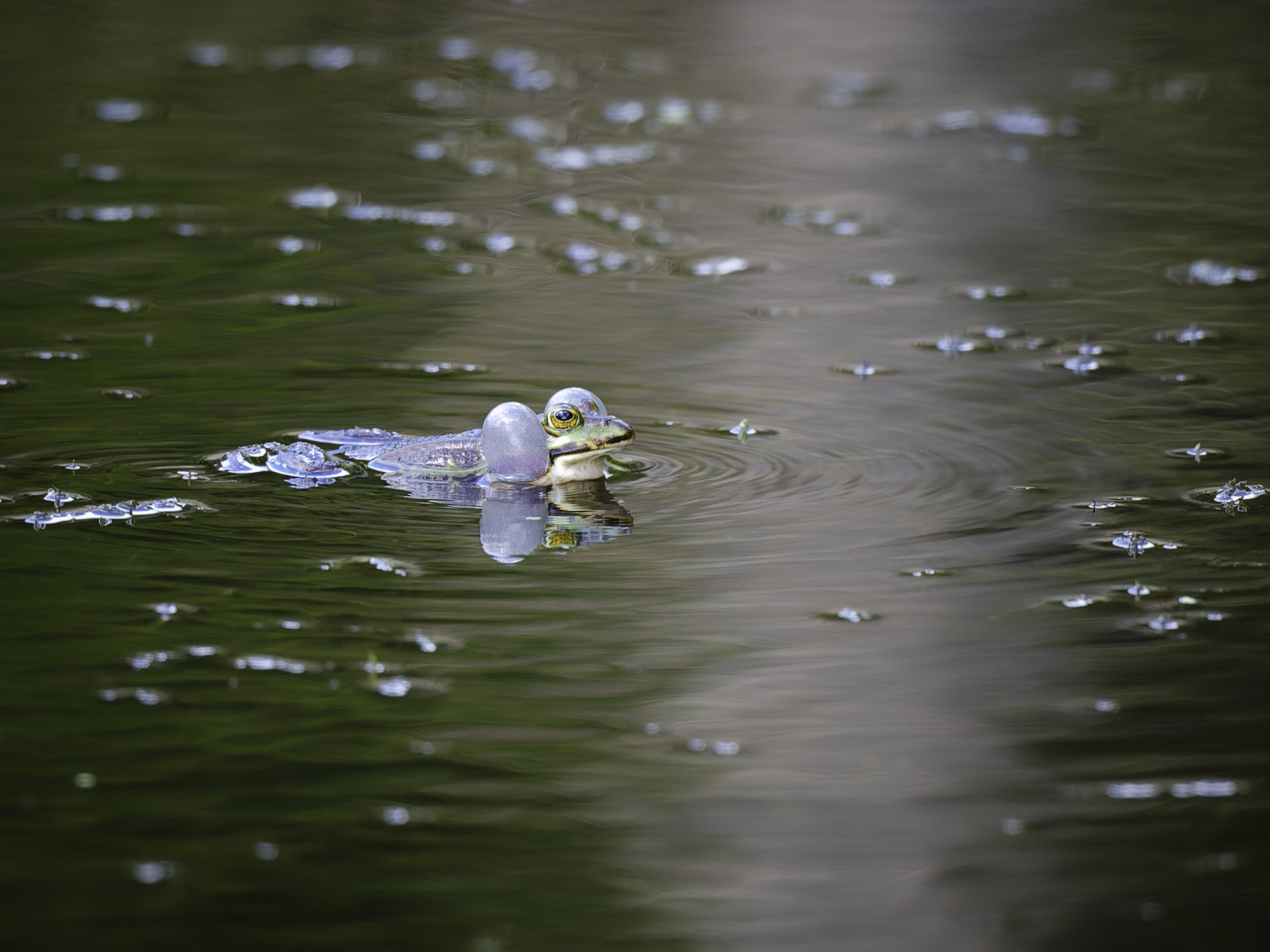 Call of the frog © 2026.