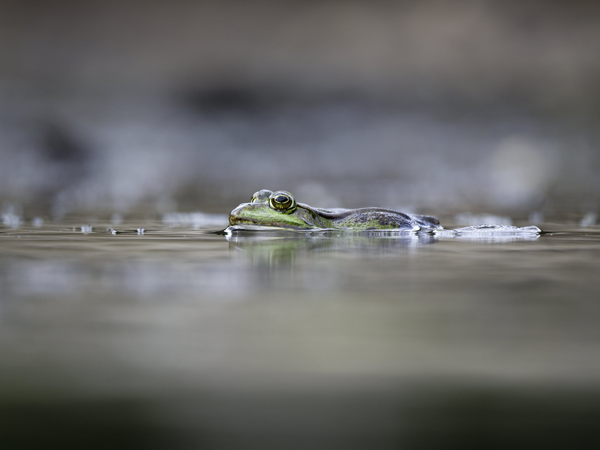 Frog world © 2026.