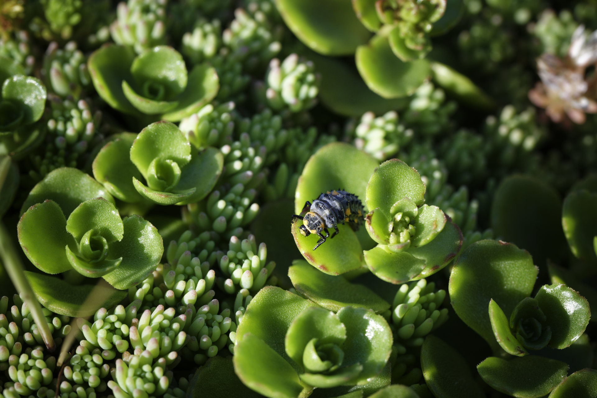 Rooftop nursery (ladybird larvae) © 2026.