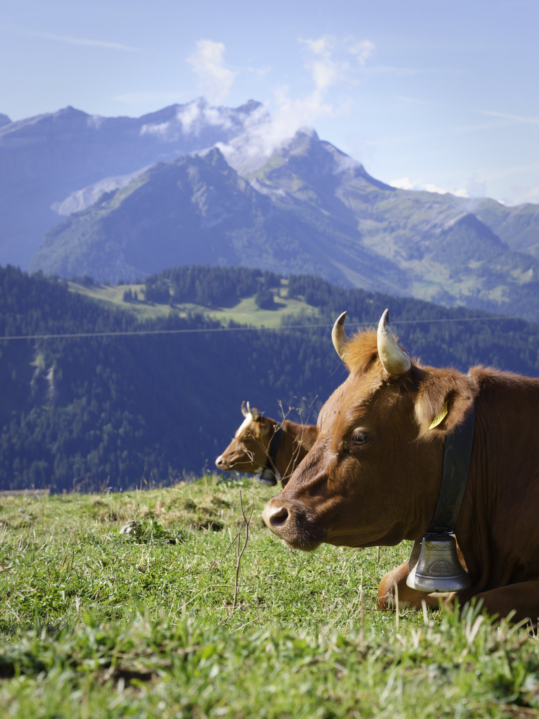 And of course, alpine cows. © 2026.
