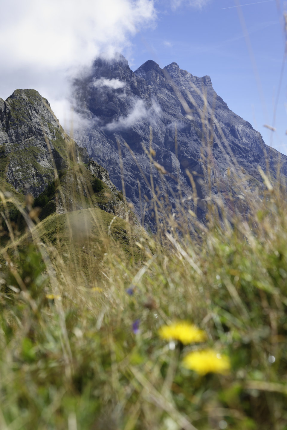 Alpine bloom. © 2026.