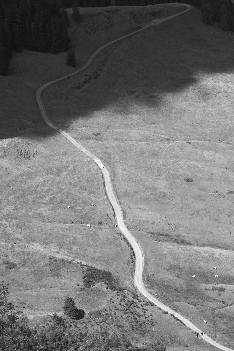 Alpine road. © 2026.