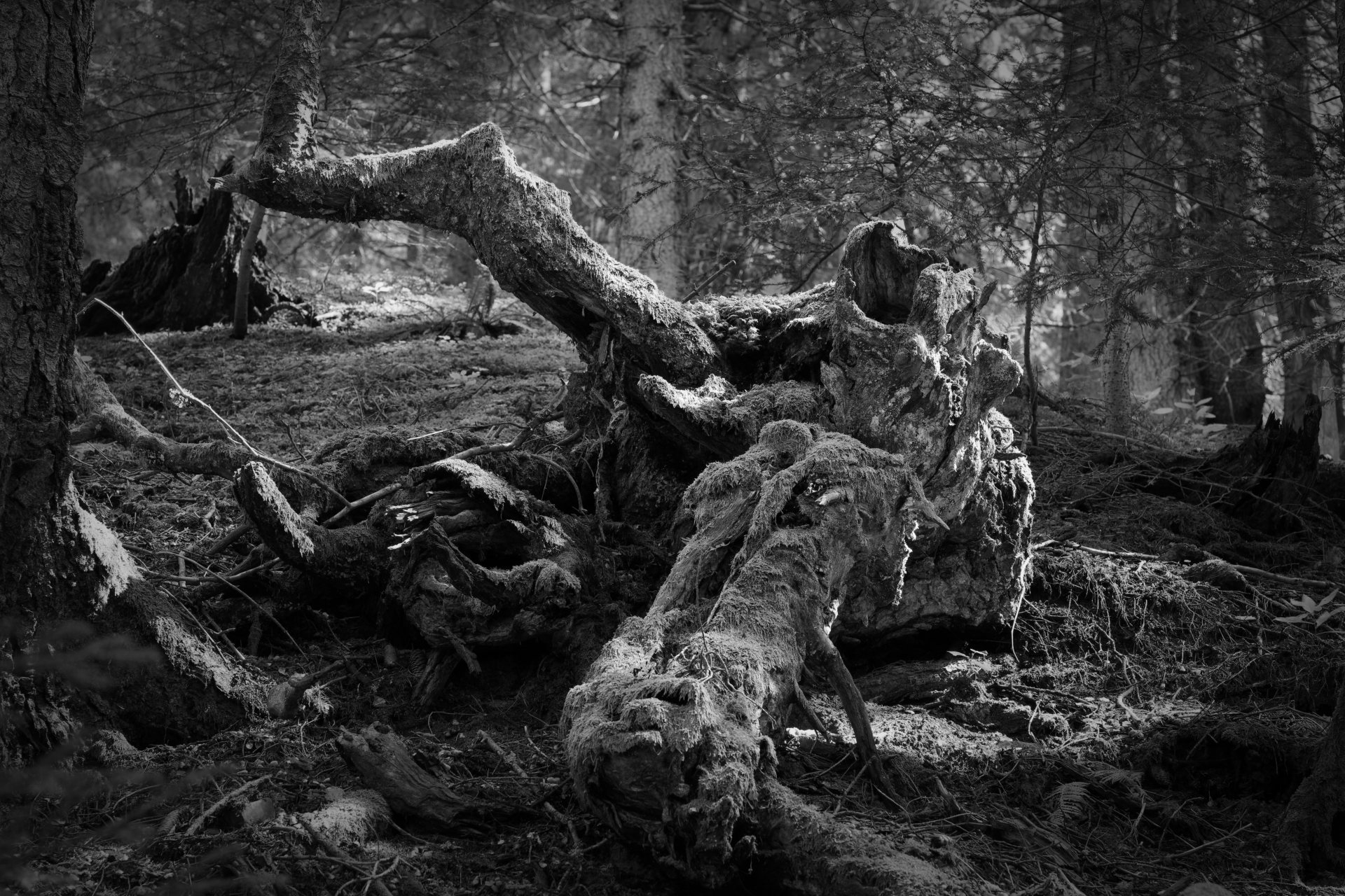 Alpine ancient. © 2026.